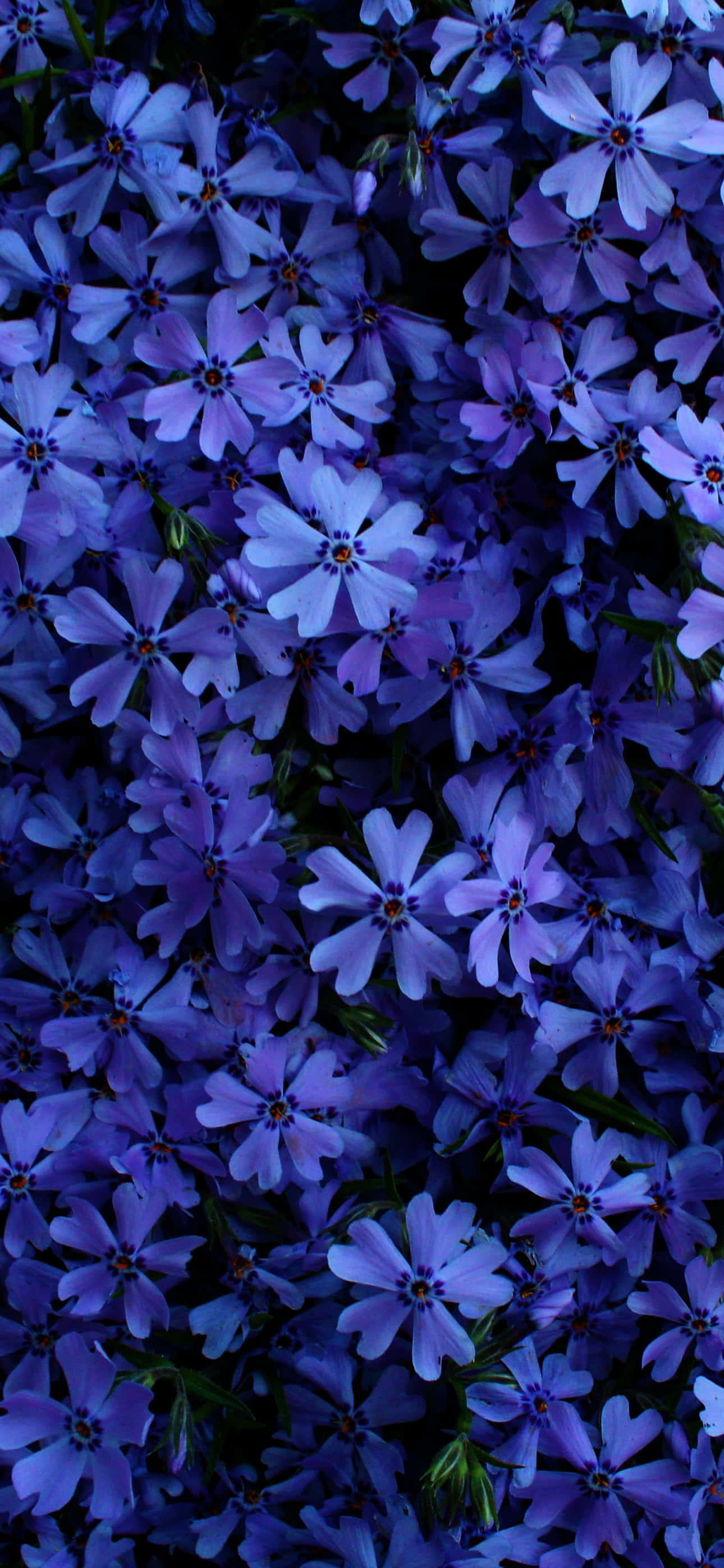 en haug med blå blomster Bakgrunner