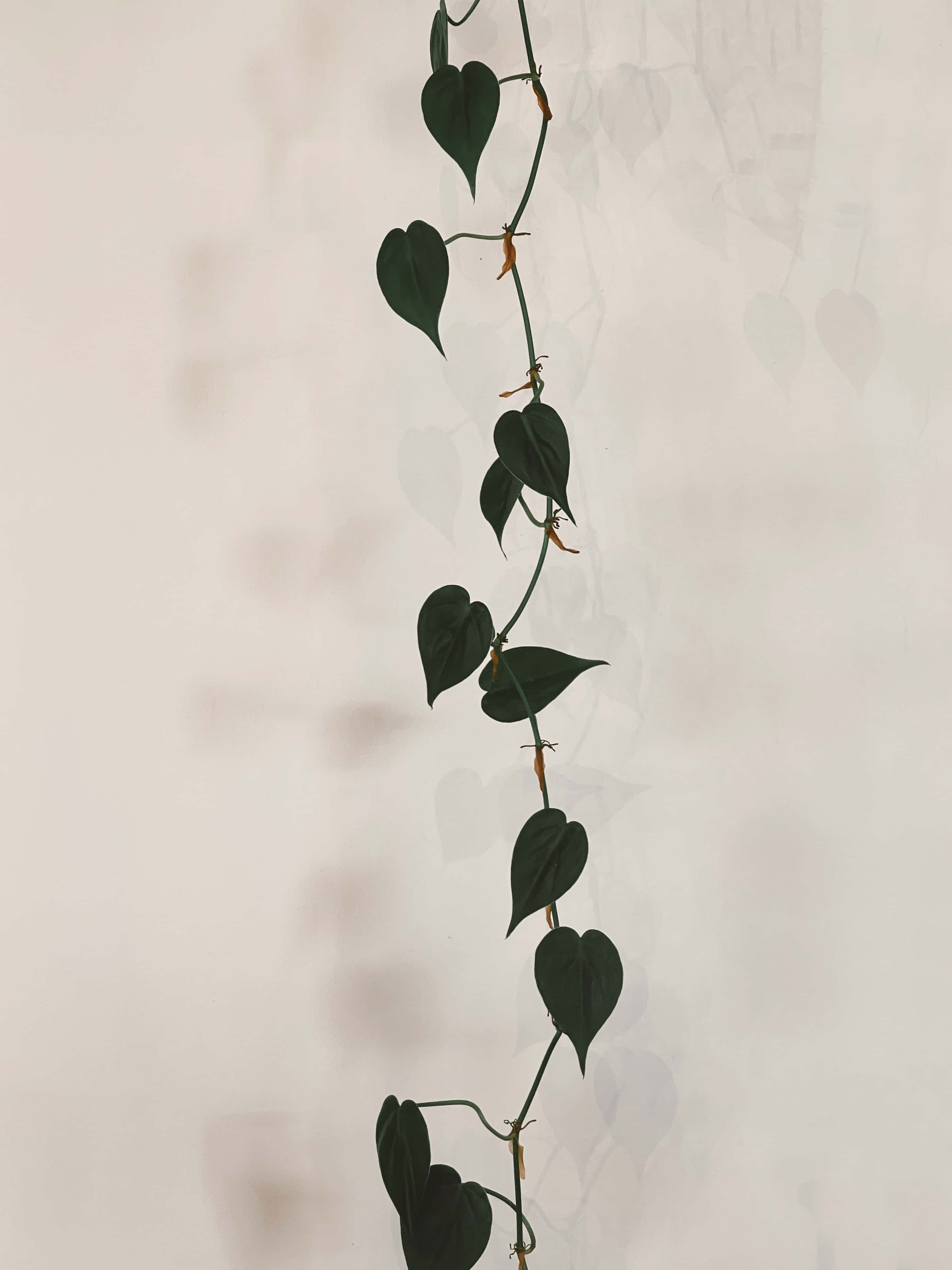 en hengende plante med blader på Bakgrunner