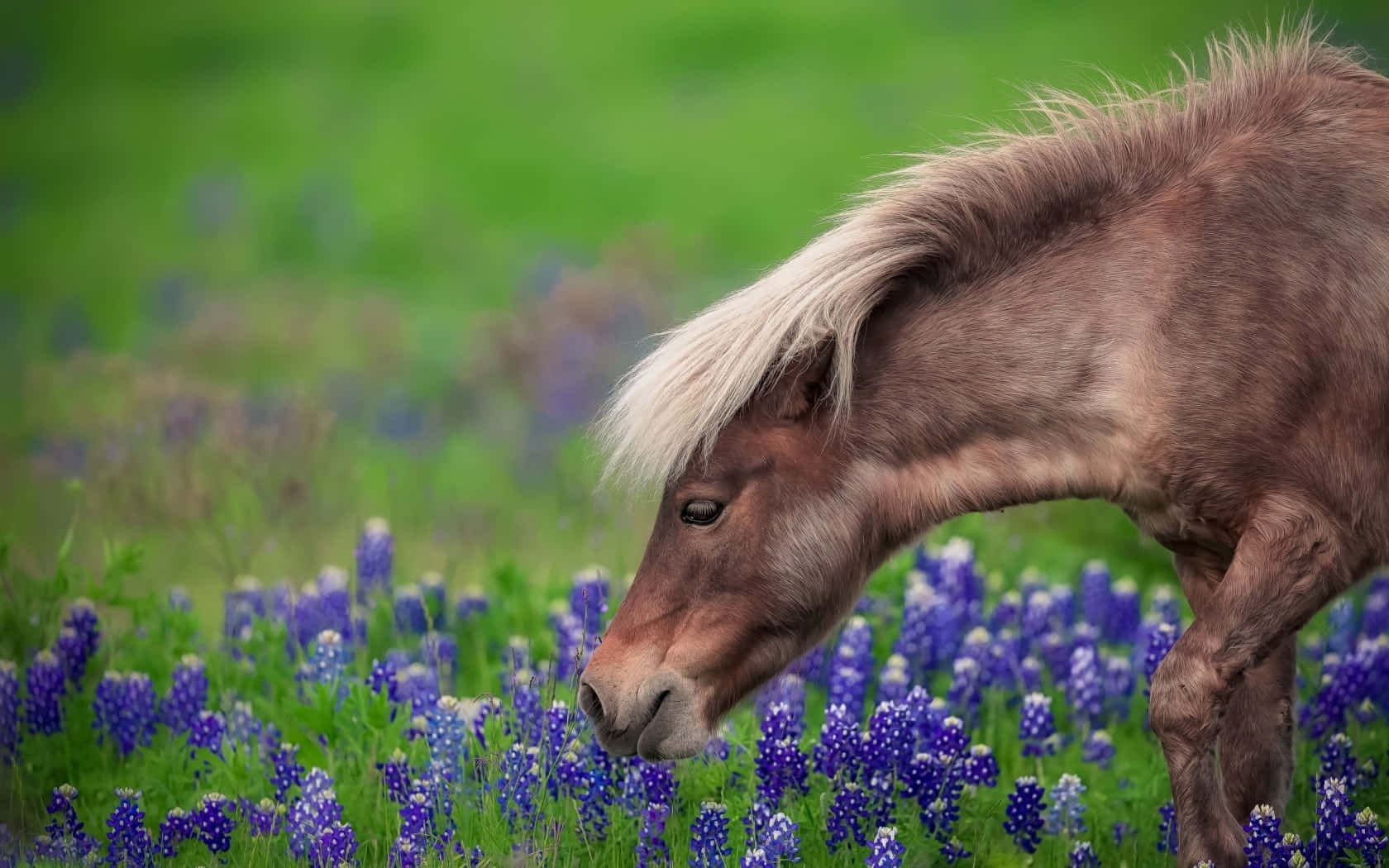 en hest beiter på en eng med blåklokker Bakgrunner