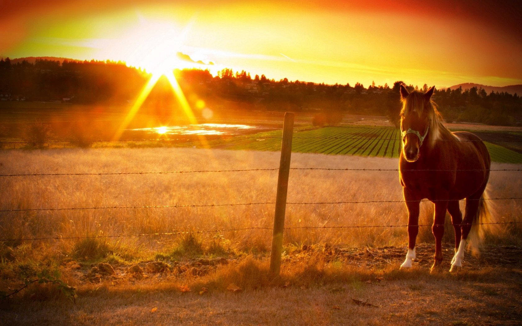 En hest i fredelig ro når solen går ned Bakgrunner