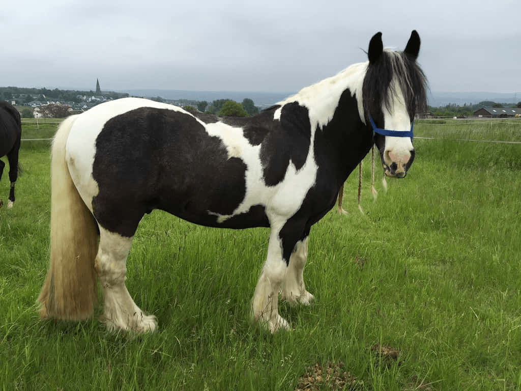 en hest som står på en mark Bakgrunner