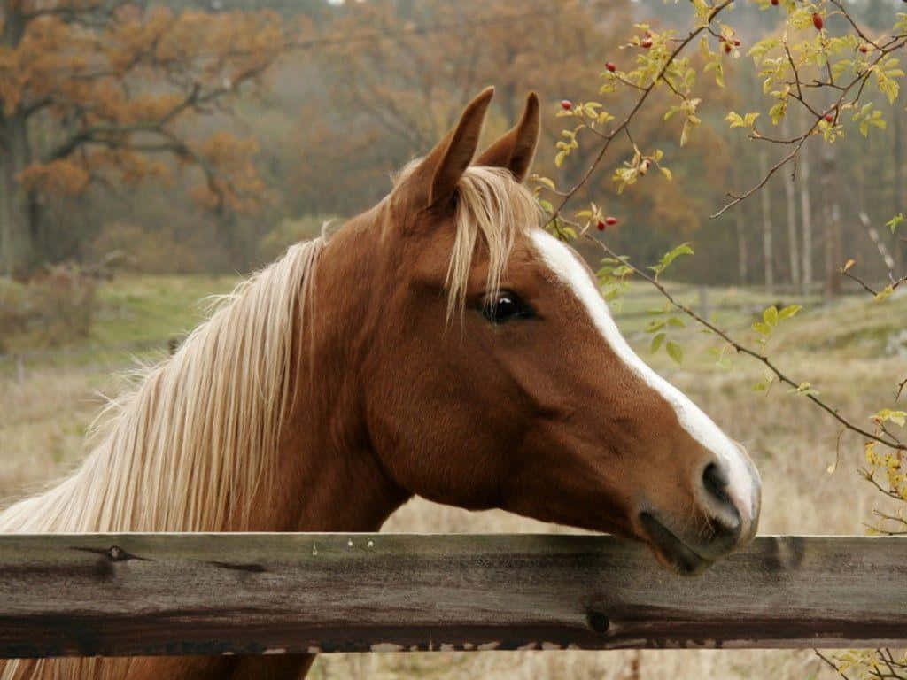 en hest står over et gjerde Bakgrunner