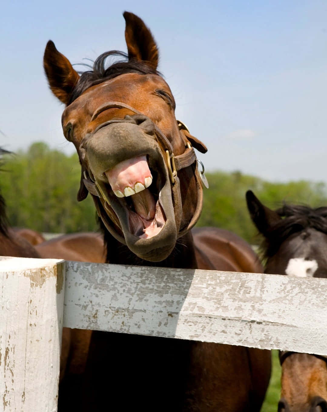 En humoristisk ridetur med hund og hest i naturen Bakgrunner