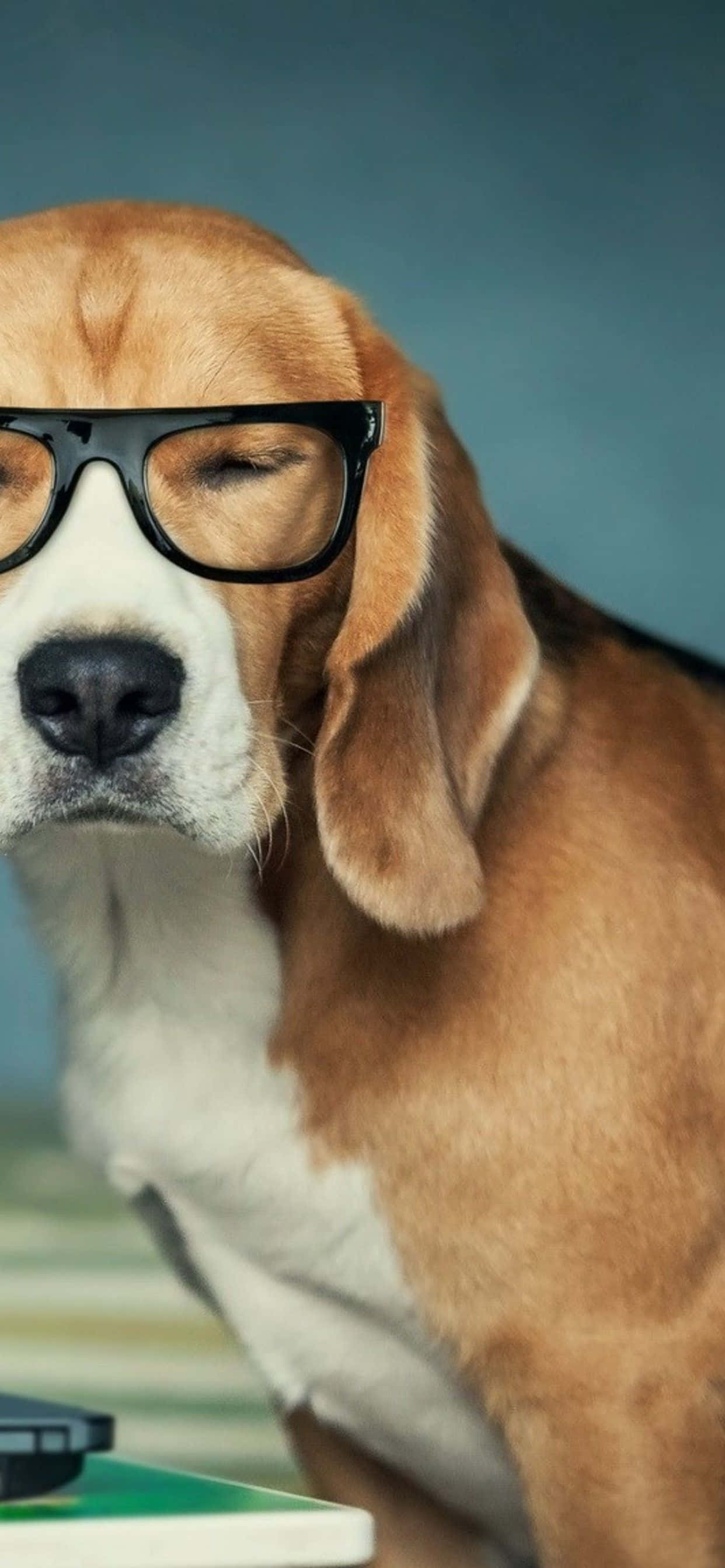 en hund som har på seg briller og sitter ved siden av en bærbar PC Bakgrunner
