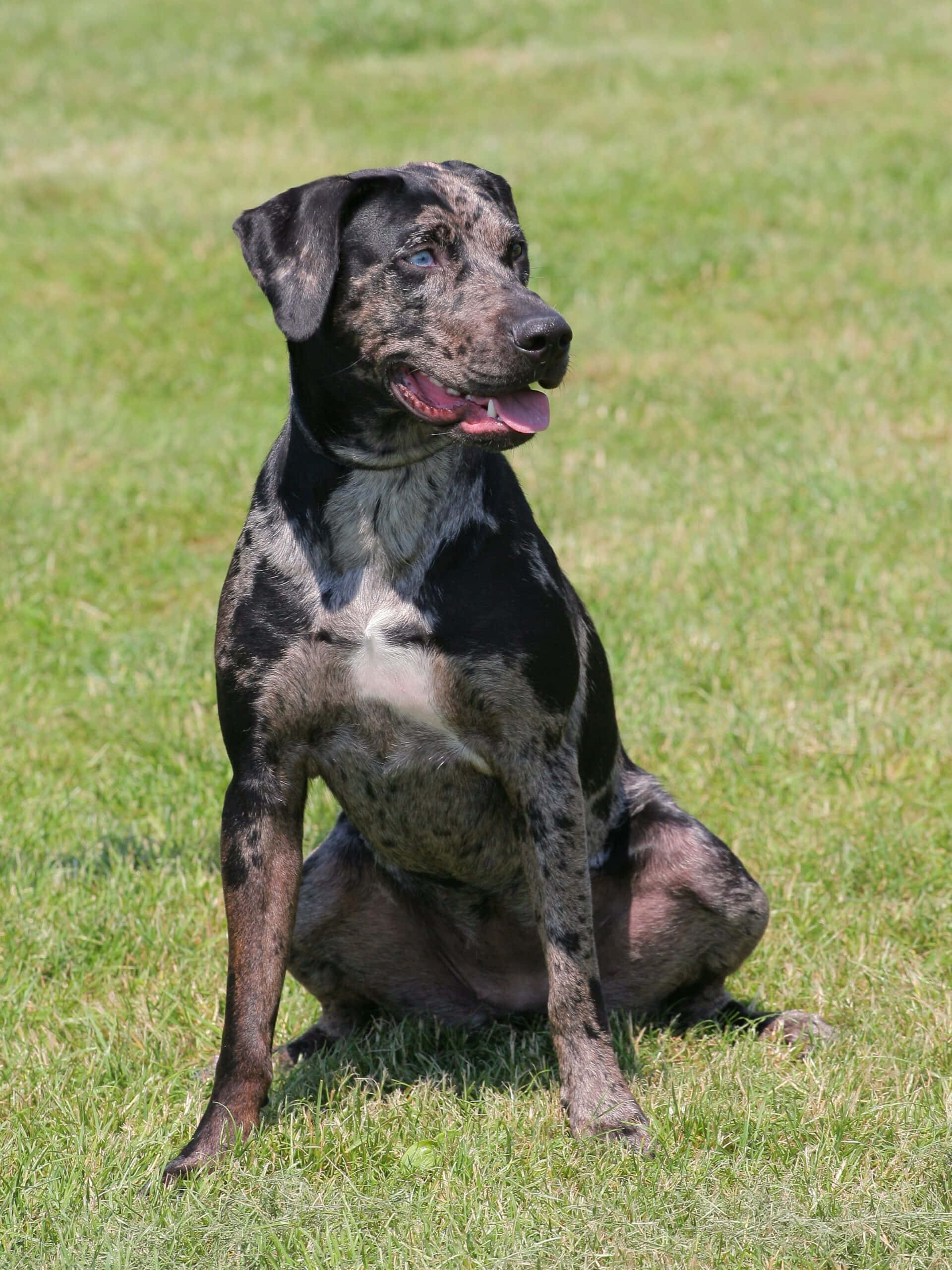 en hund som sitter på gresset Bakgrunner