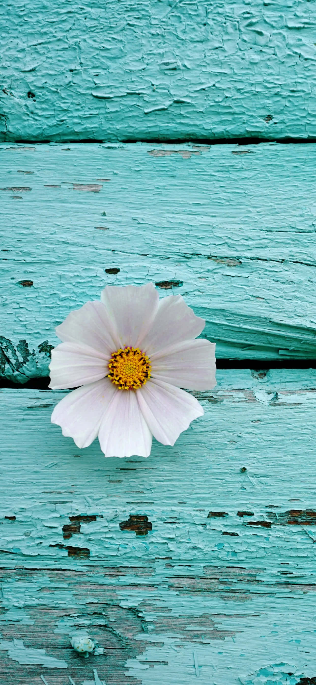 en hvit blomst på en turkis treoverflate Bakgrunner