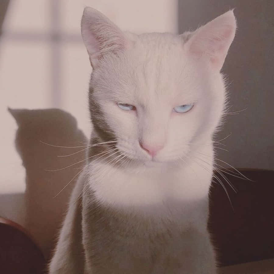en hvit katt med blå øyne som sitter på en stol Bakgrunner