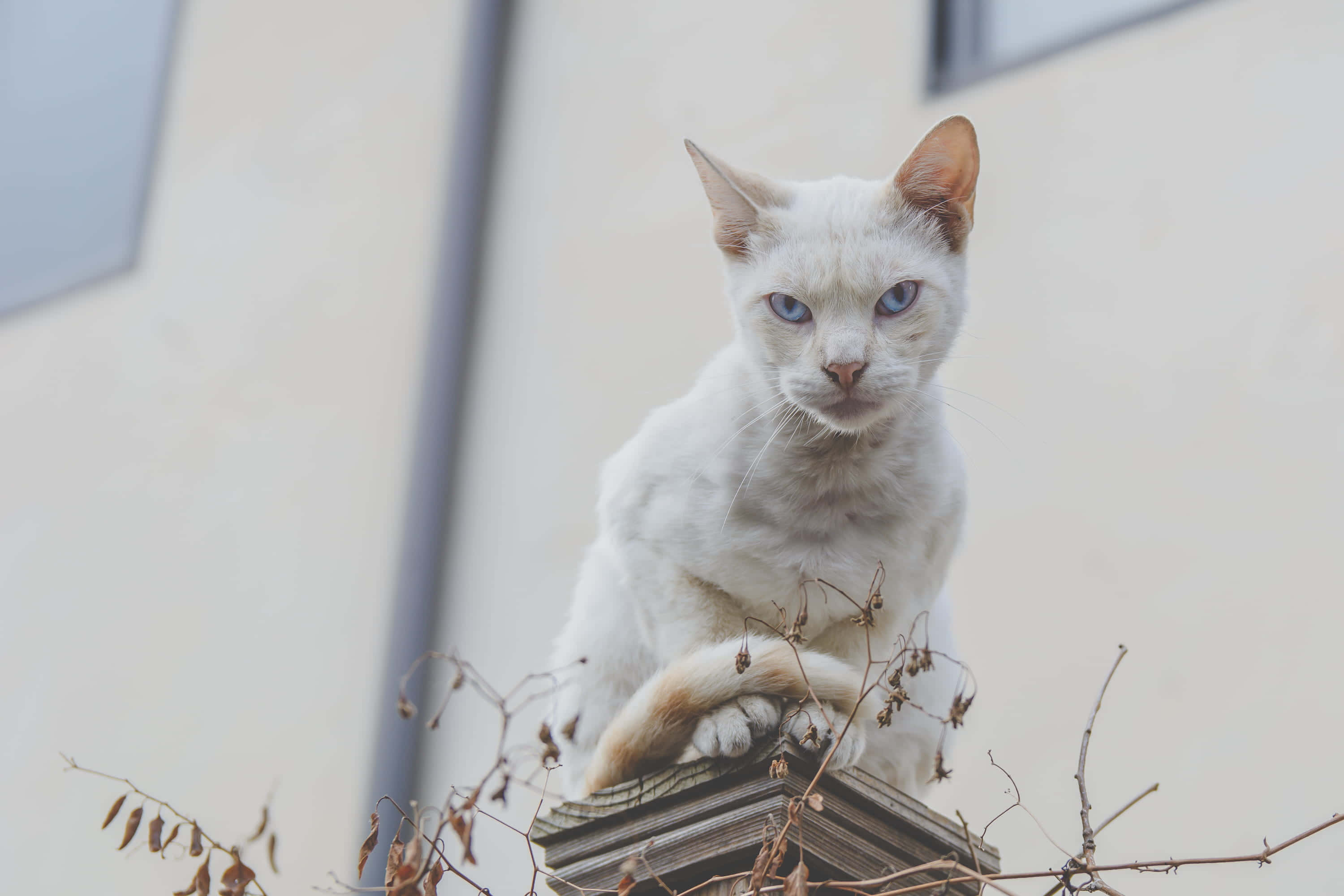 en hvit katt som sitter på toppen av en hylle Bakgrunner