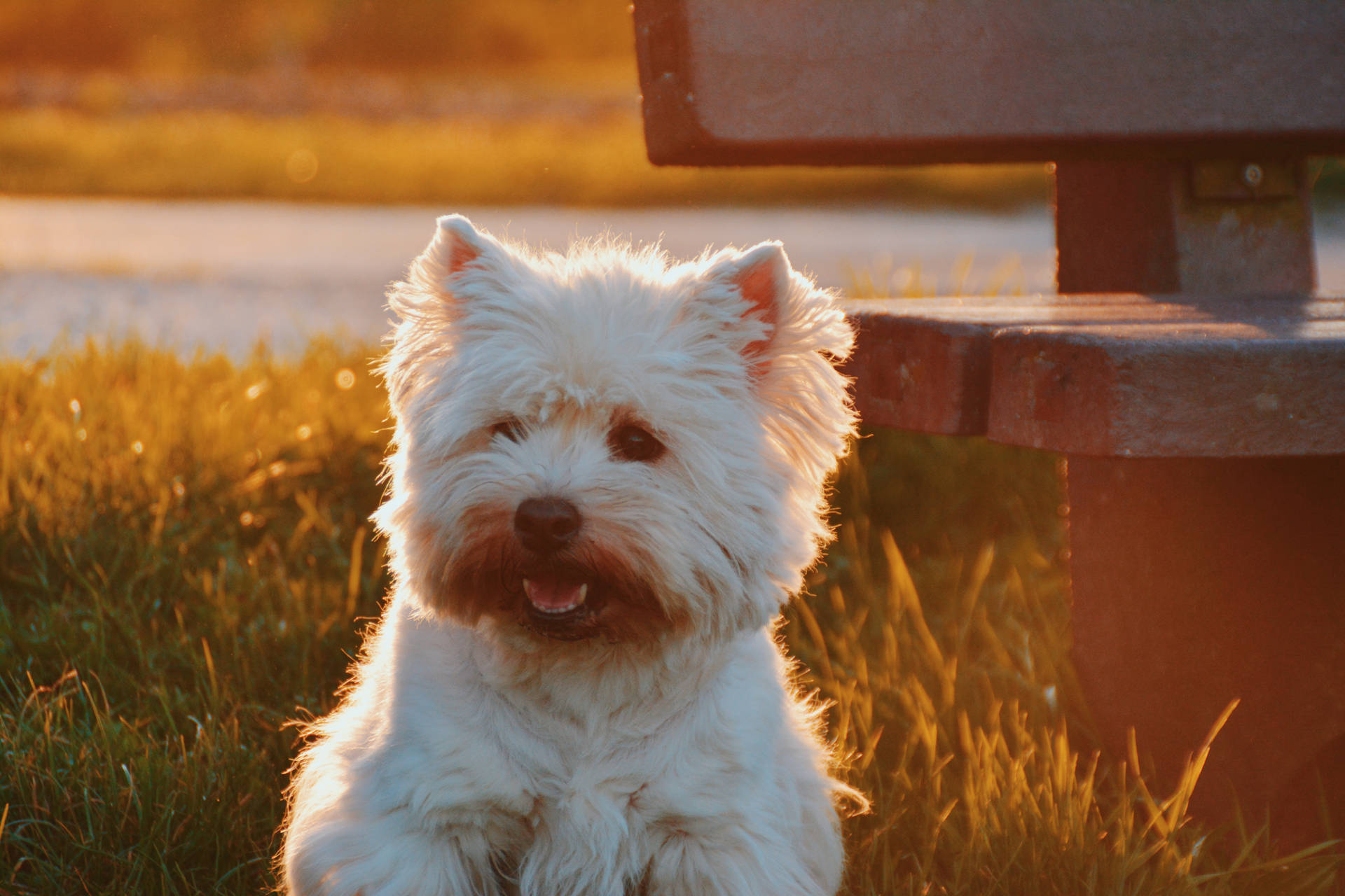 Søtt hundebakgrunnsbilde av hvit westie på gress ved siden av en benk i solnedgang