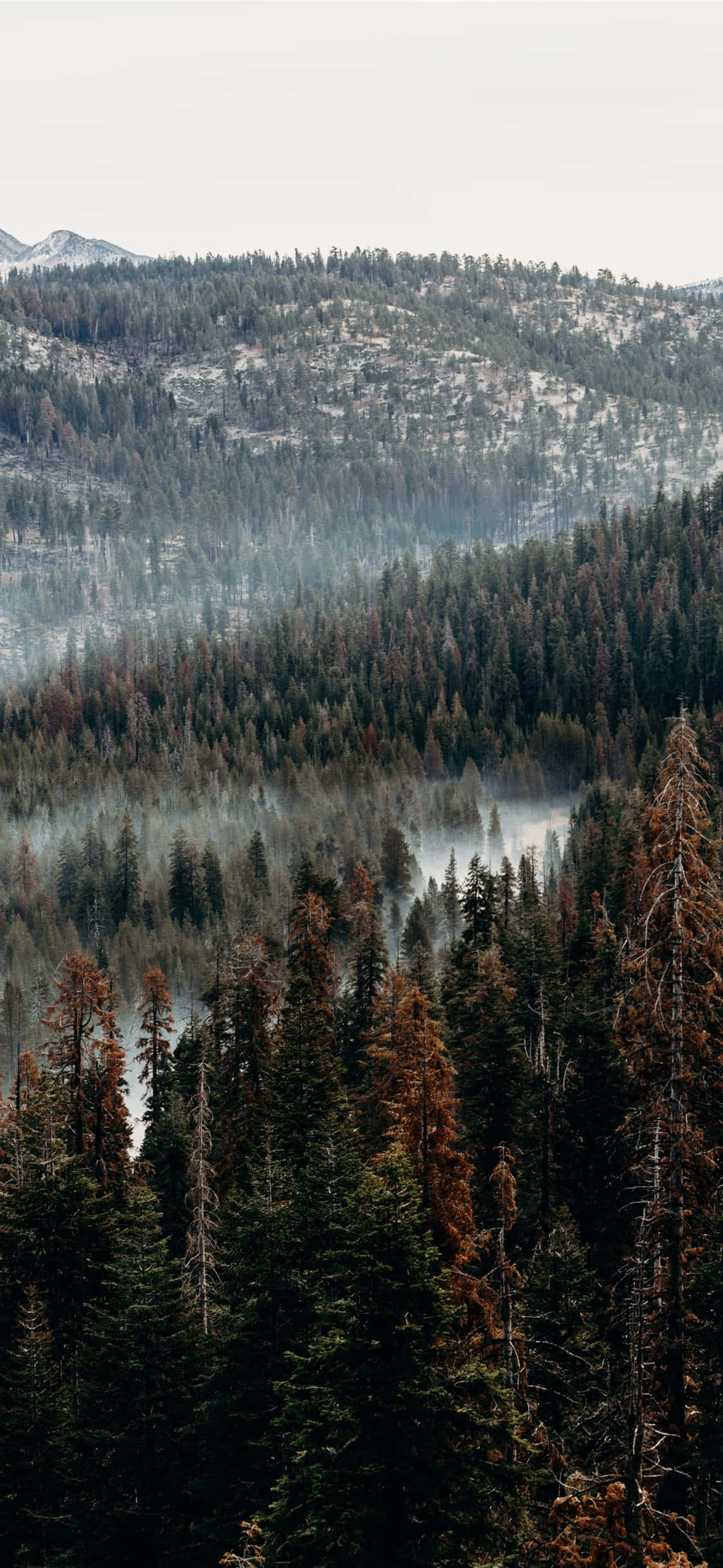 En iPhone midt i en skog Bakgrunner