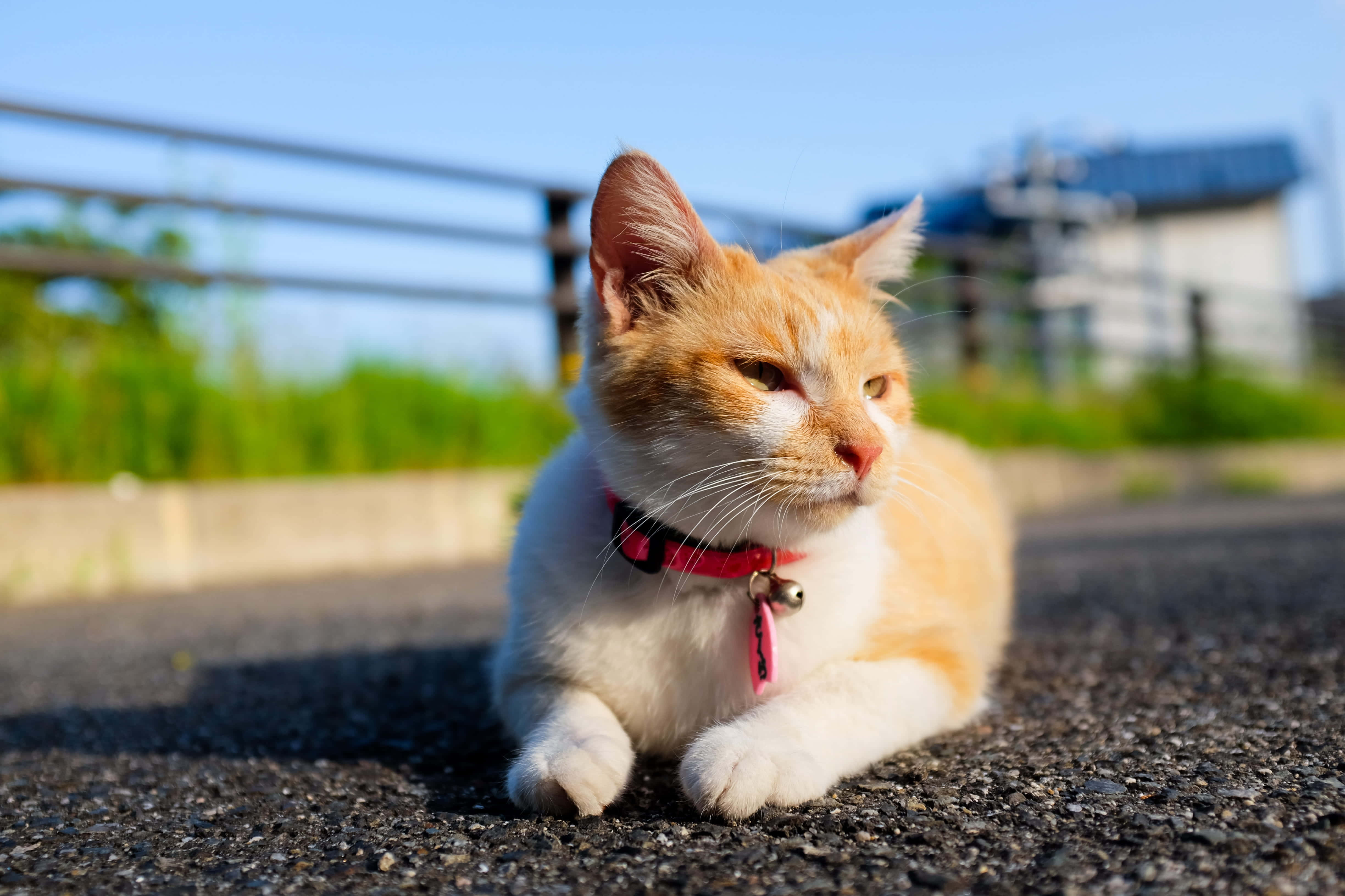 en katt ligger på veien med et rosa halsbånd Bakgrunner