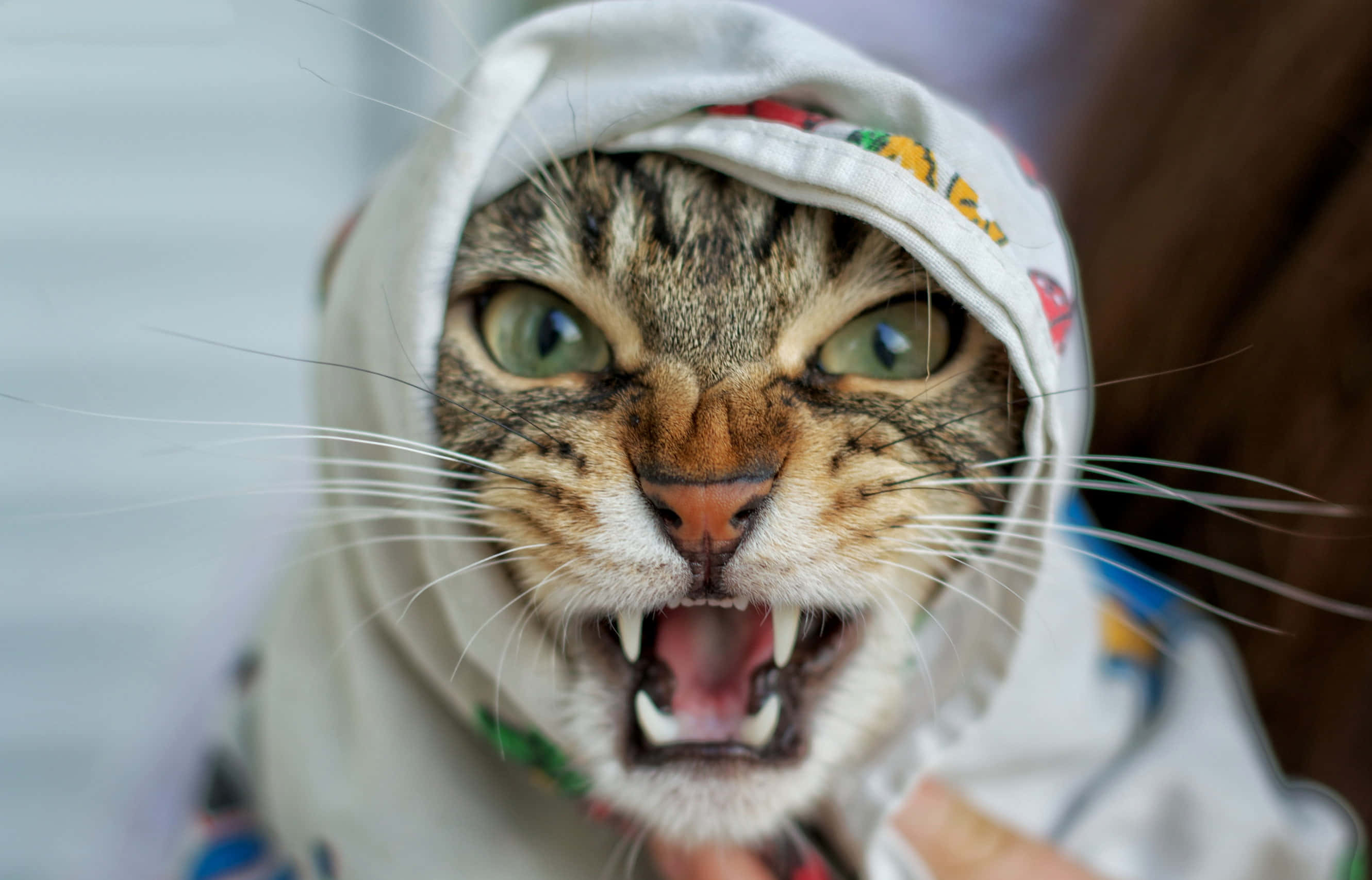 en katt med åpen munn blir holdt av en person Bakgrunner
