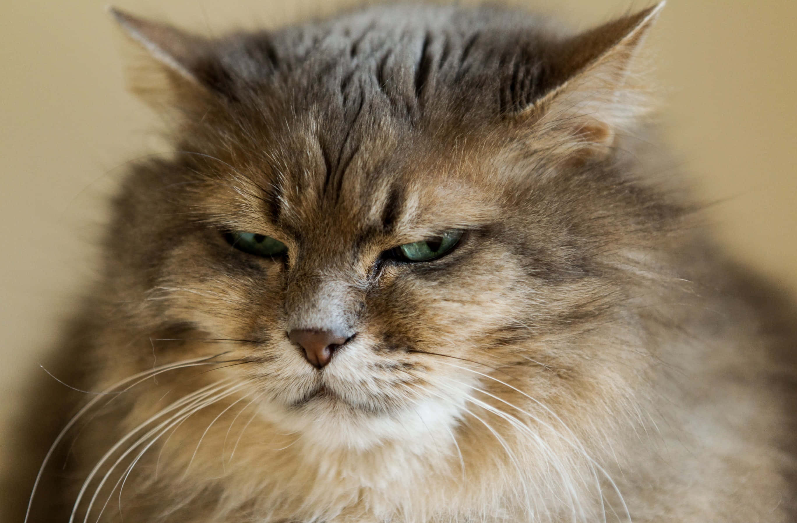 en katt med grønne øyne Bakgrunner