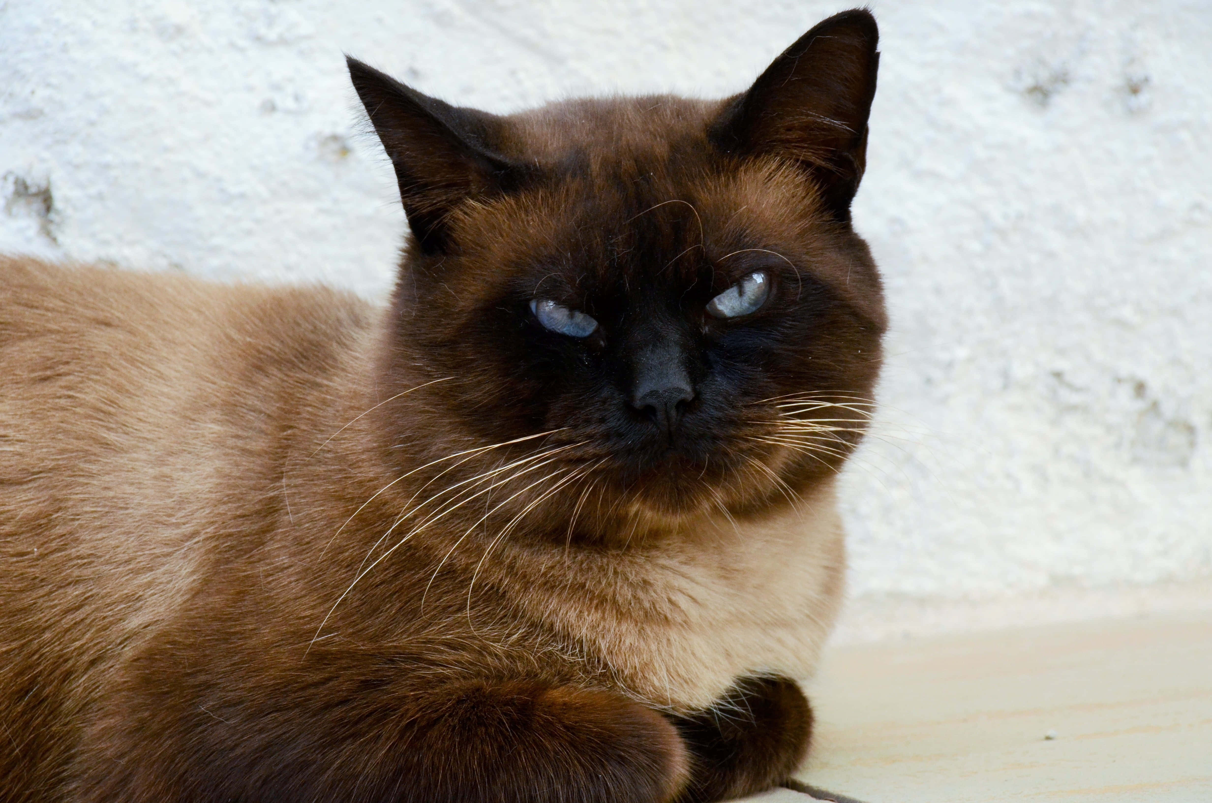 en katt som ligger på et flisgulv Bakgrunner