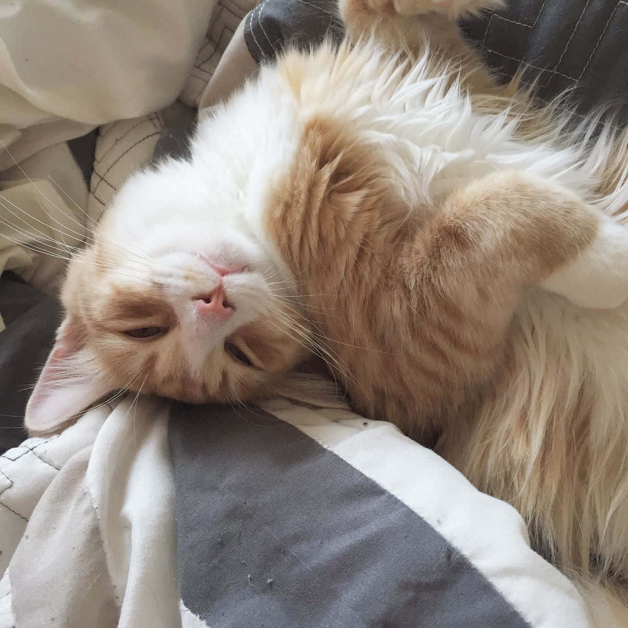 en katt som ligger på en seng Bakgrunner