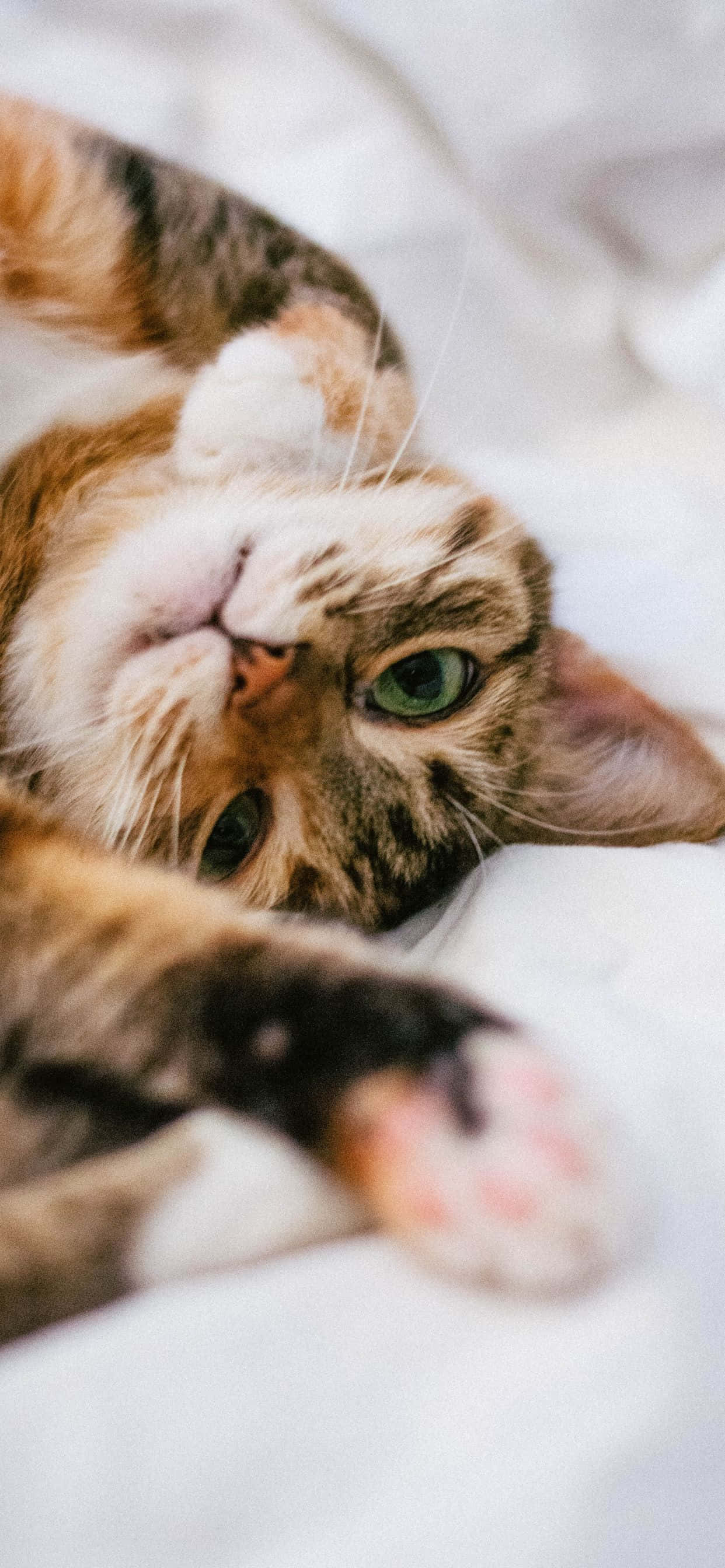 "En katt som soler seg på en gresskledd ås" Bakgrunner