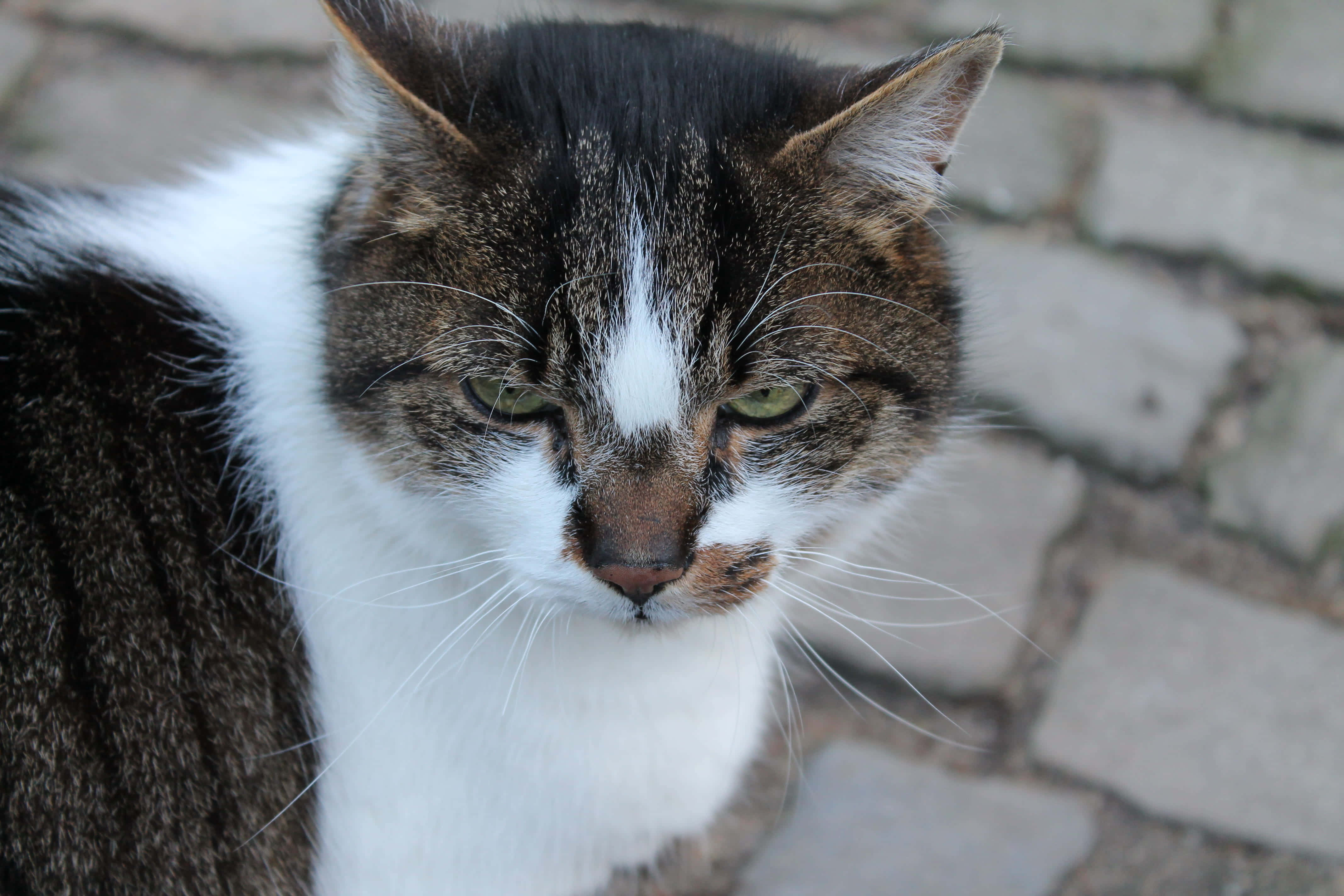 en katt stirrer inn i kameraet Bakgrunner