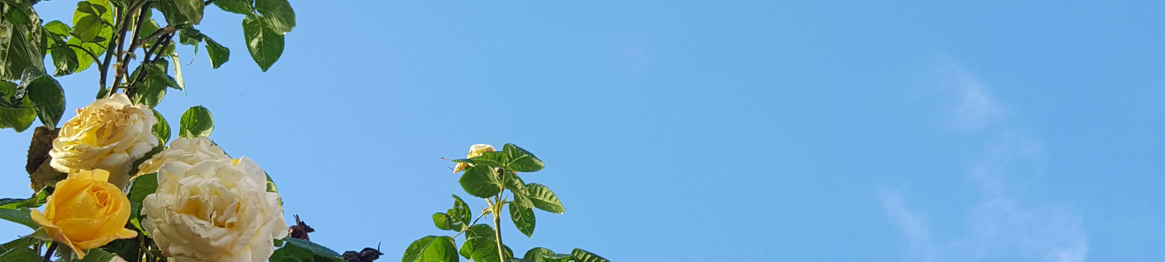 en klokke med blomster på himmelen Bakgrunner