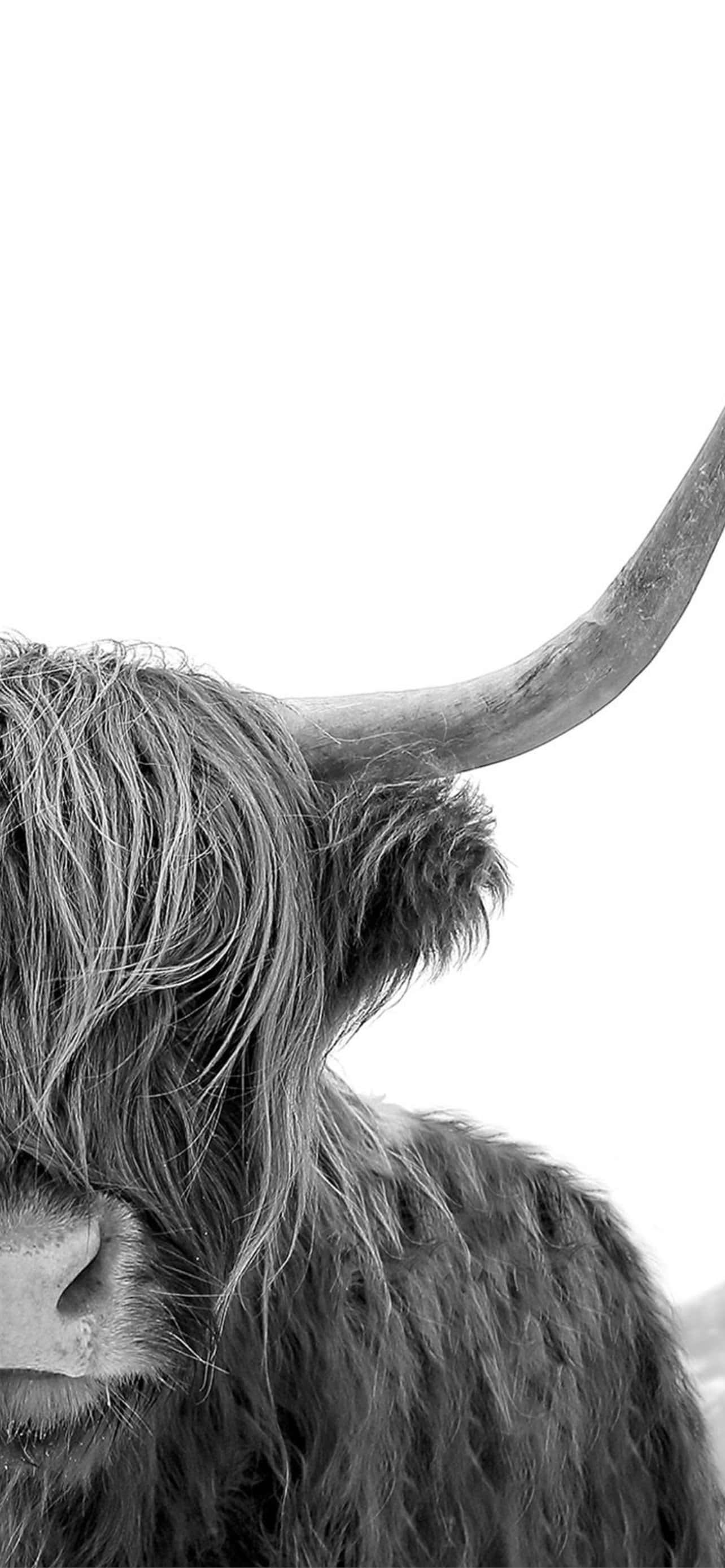 en ku med lange horn Bakgrunner