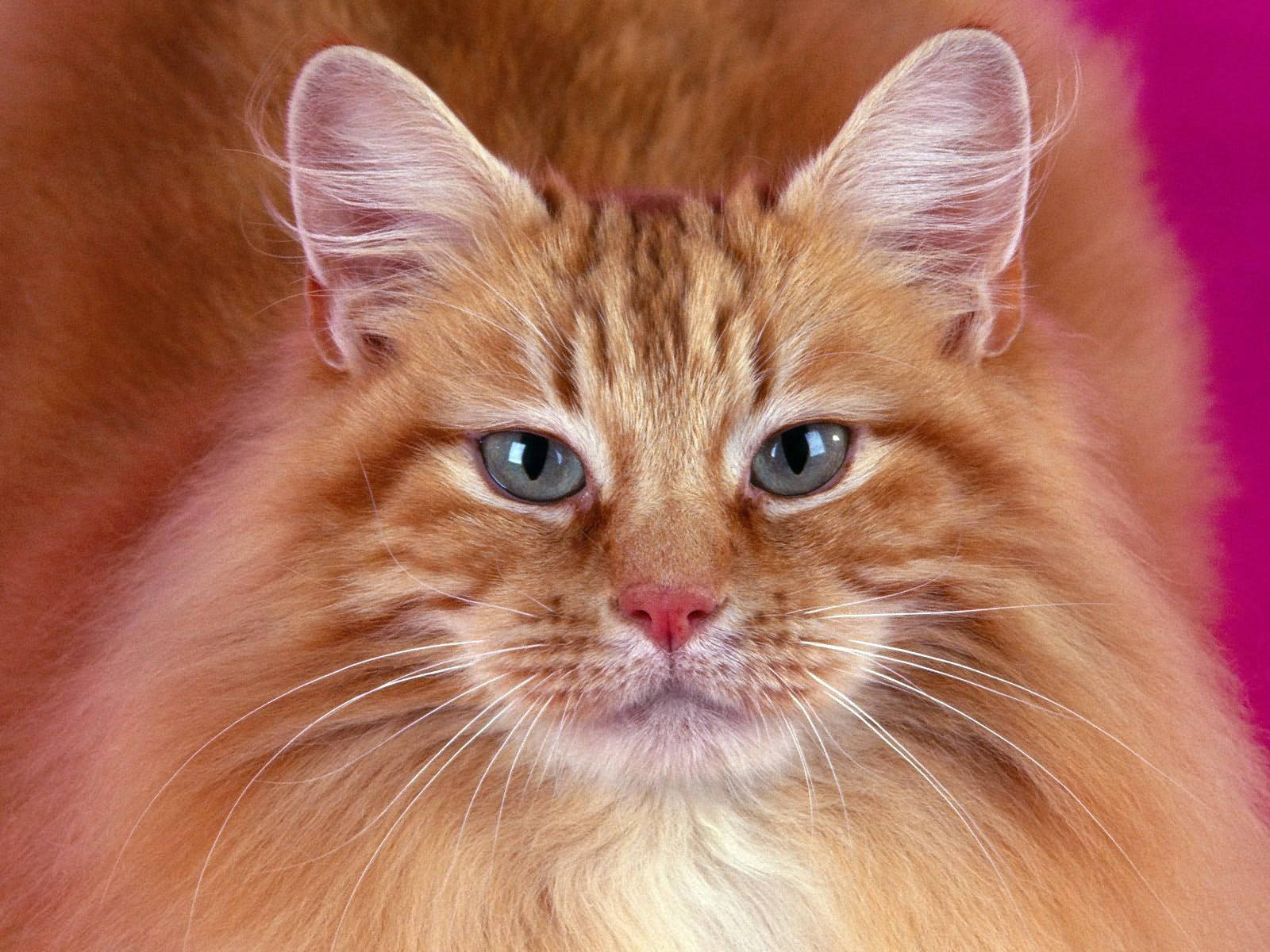Oransje katt med lodden pels og lodden snute som ser på deg. Søte kjæledyr.