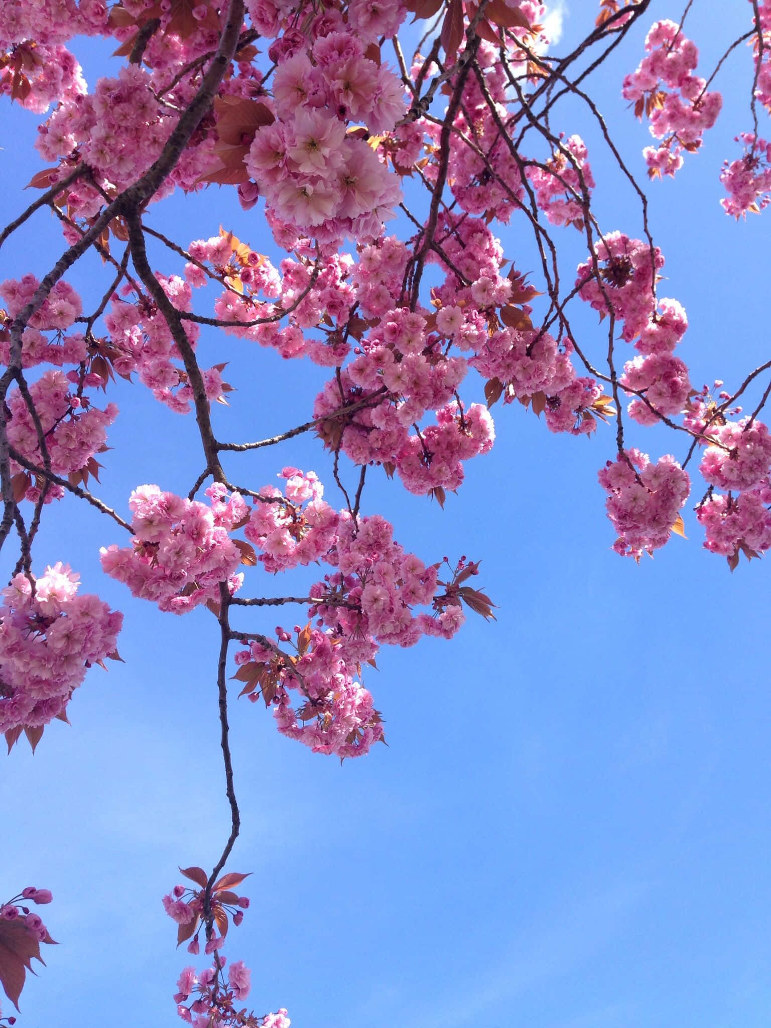 En levende blomst som stråler av skjønnhet Bakgrunner