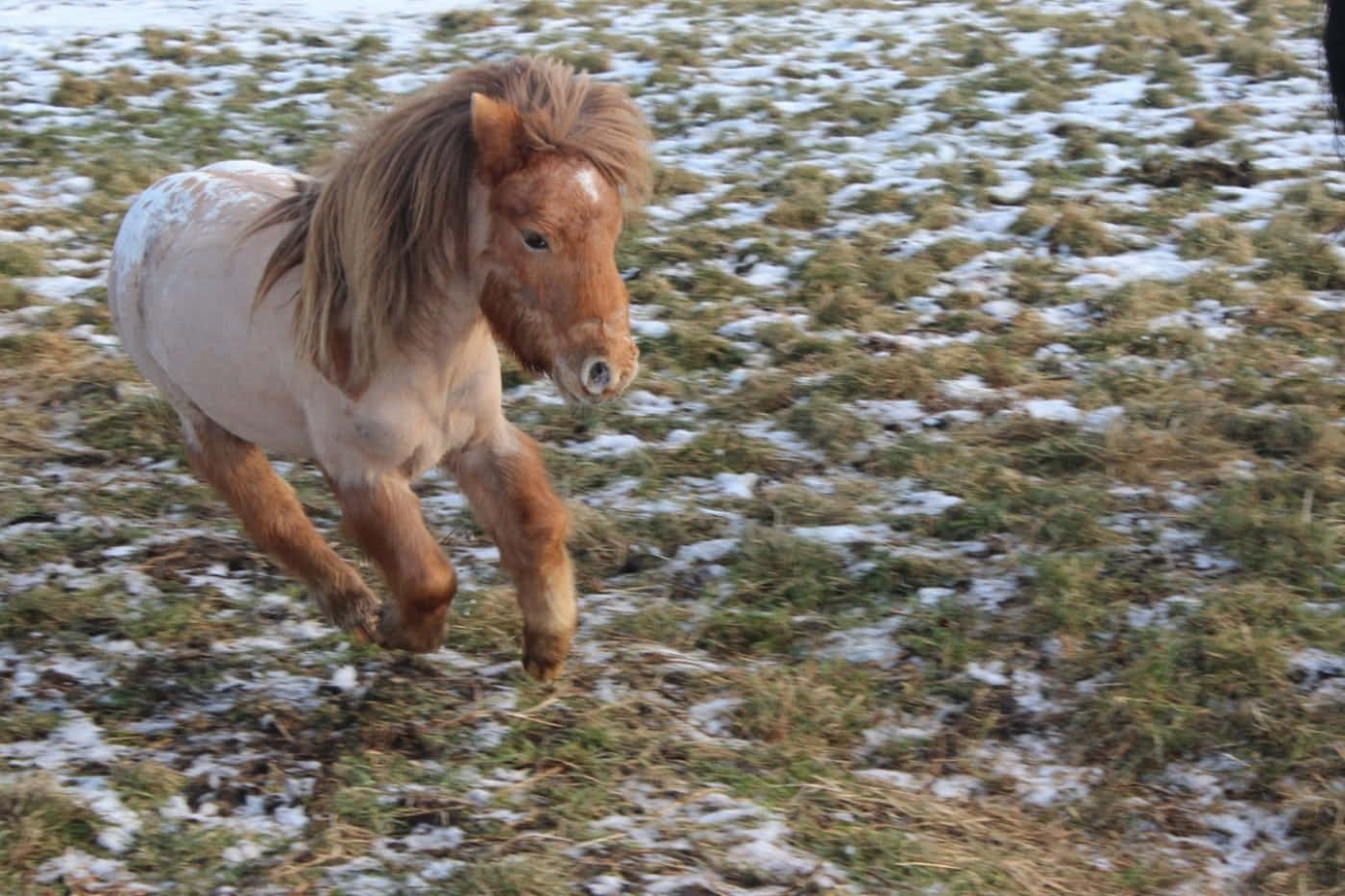 en liten ponni som løper i snøen Bakgrunner