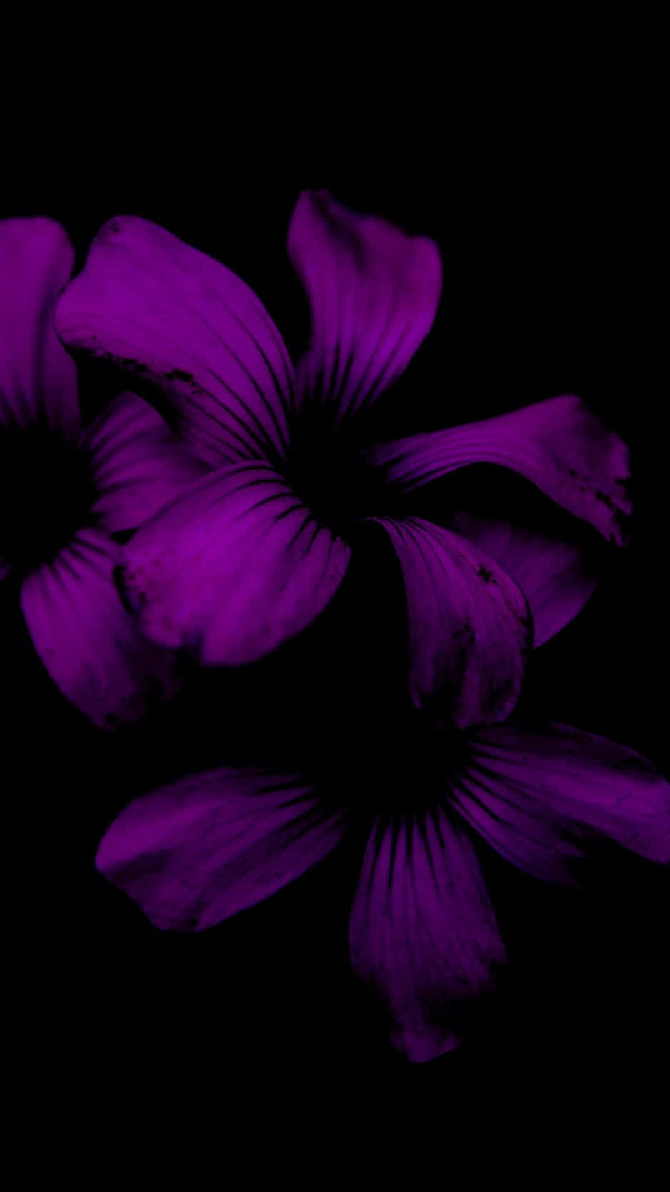 En livlig blomst blomstrer mot den svarte bakgrunnen til en iPhone. Bakgrunner