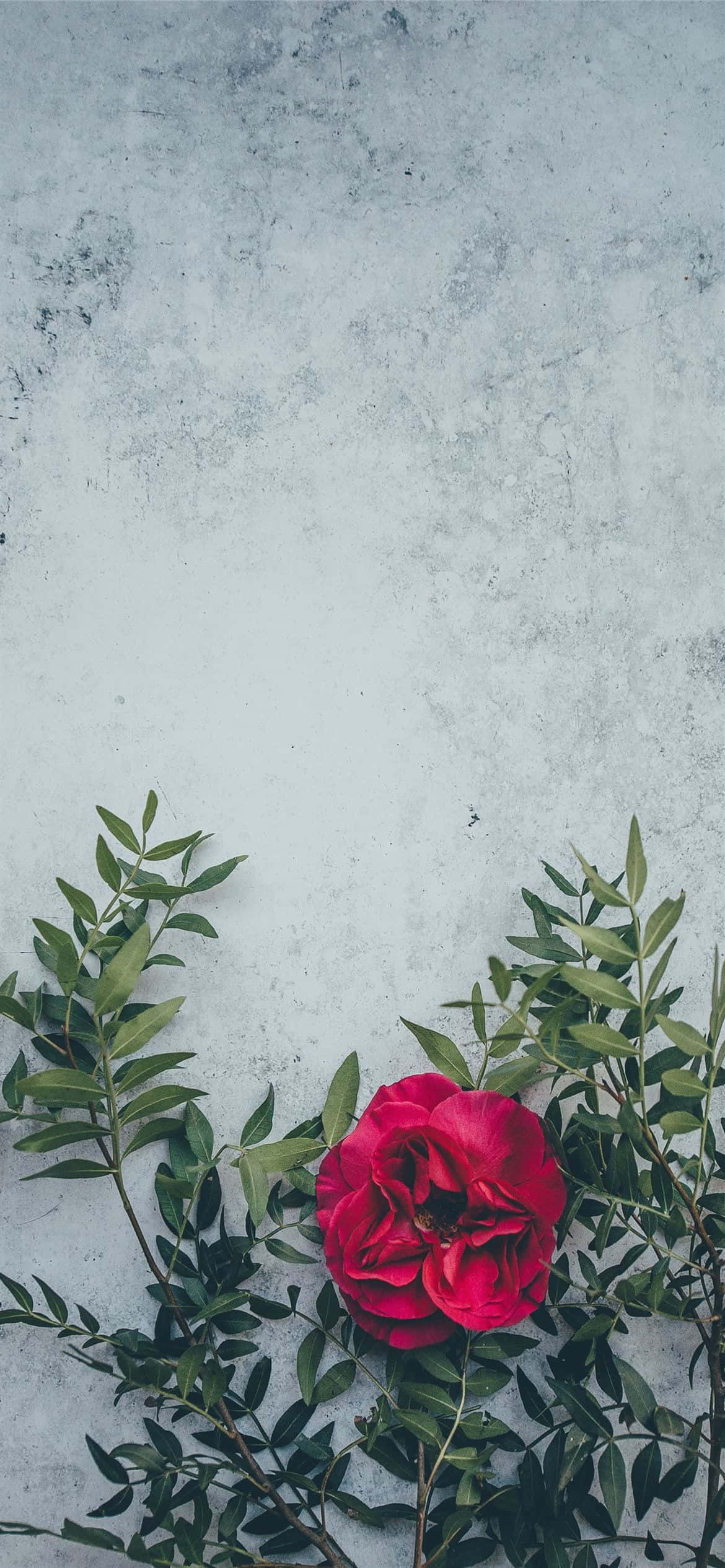 En livlig rød blomst som spirer til liv Bakgrunner