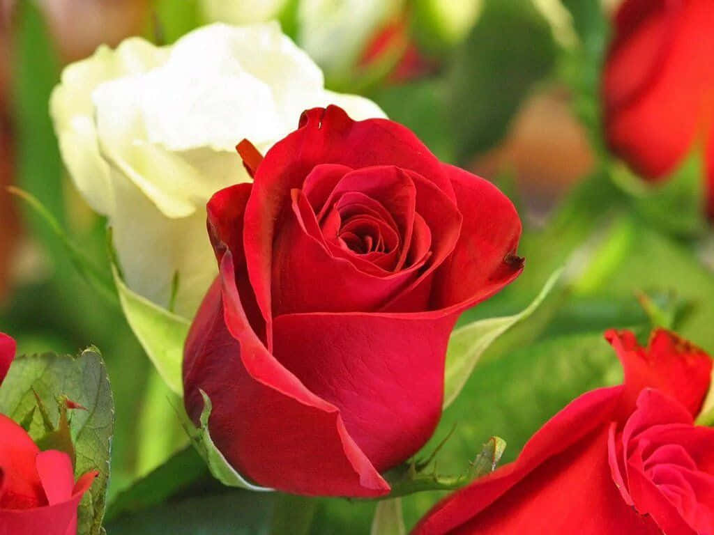 En livlig rød rose i full blomst Bakgrunner