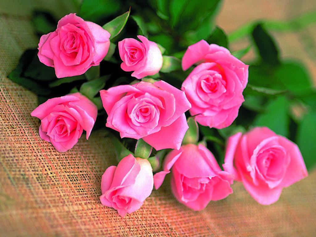 En livlig rose i full blomst. Bakgrunner