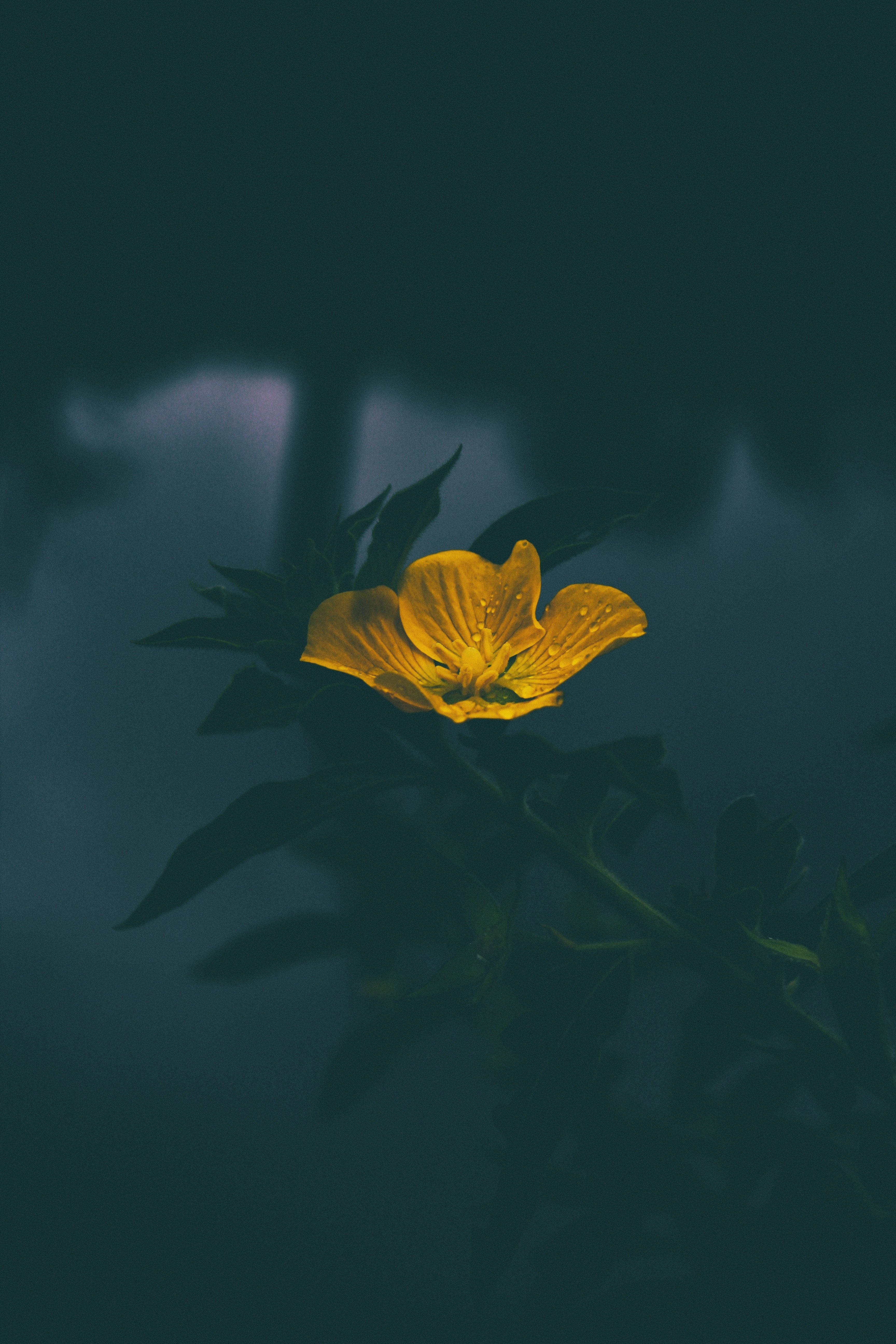 En lys og munter gul blomst mot en uskarp grå bakgrunn. Bakgrunner