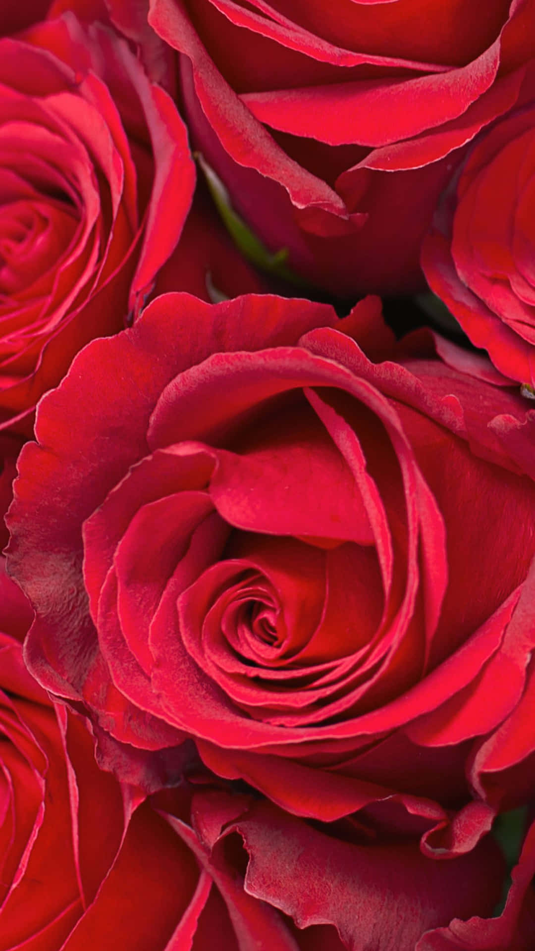Rosebilder
