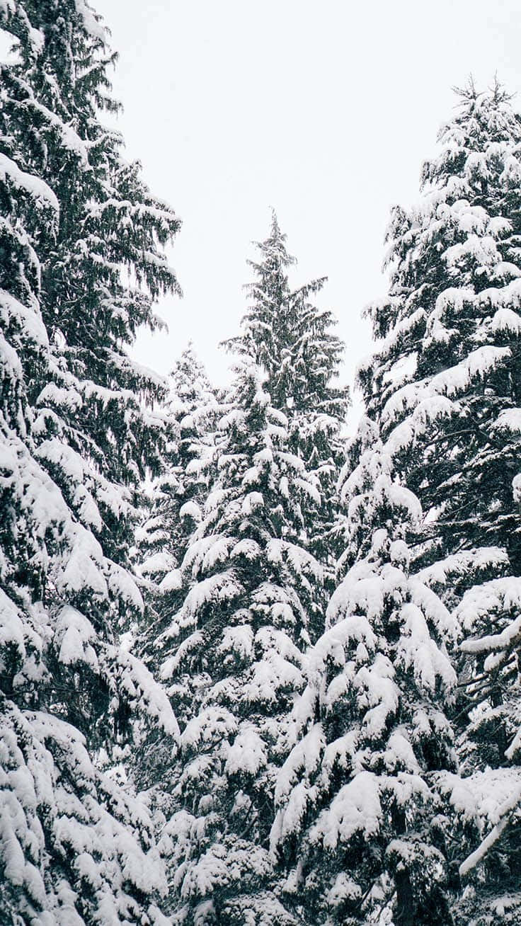 En magisk iPhone-jul i snø Bakgrunner