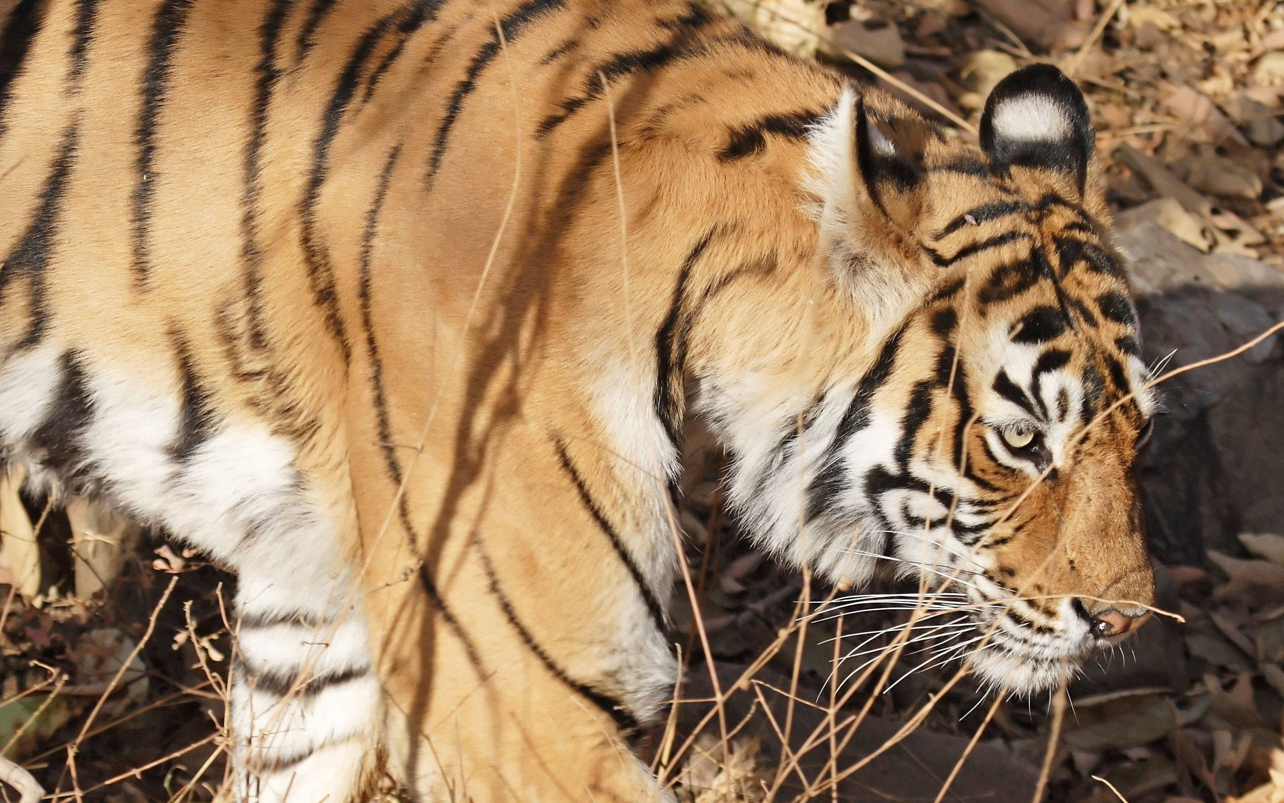 En majestetisk bengaltiger som går gjennom sitt habitat Bakgrunner