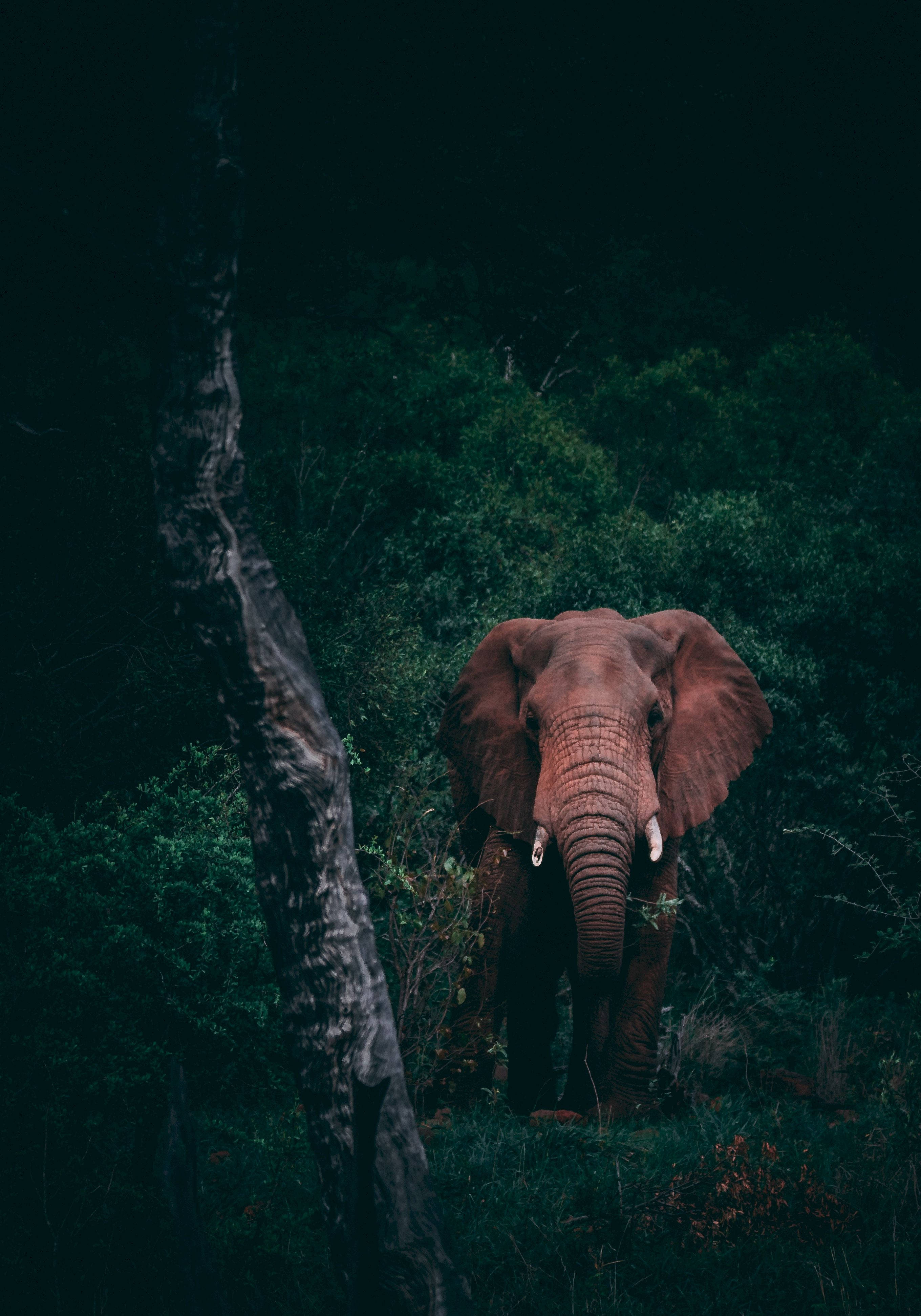 En majestetisk elefant som står i en mørk skog Bakgrunner