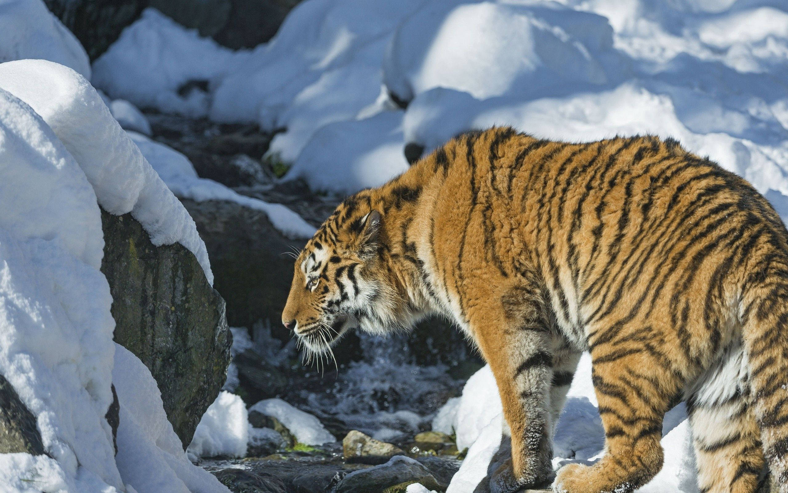 En majestetisk sibirtiger som streifer i snøen Bakgrunner