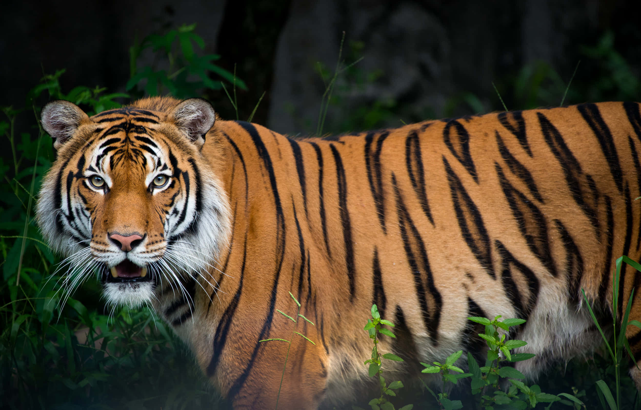 En majestetisk tiger som soler seg Bakgrunner
