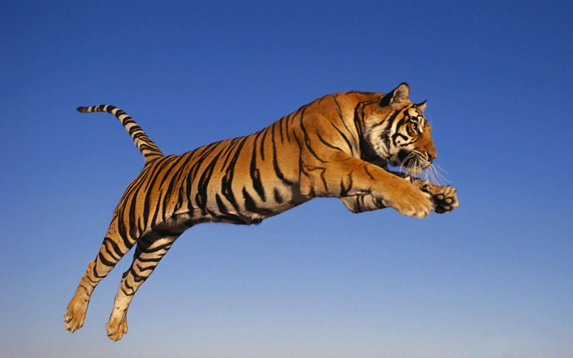 Hoppende tiger som bakgrunnsbilde på klar blå himmel
