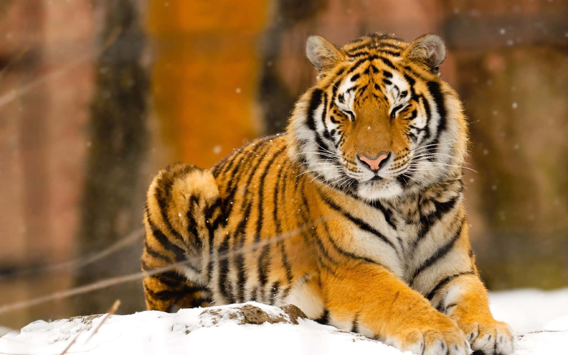 En majestetisk tiger som går blant sitrongress. Bakgrunner