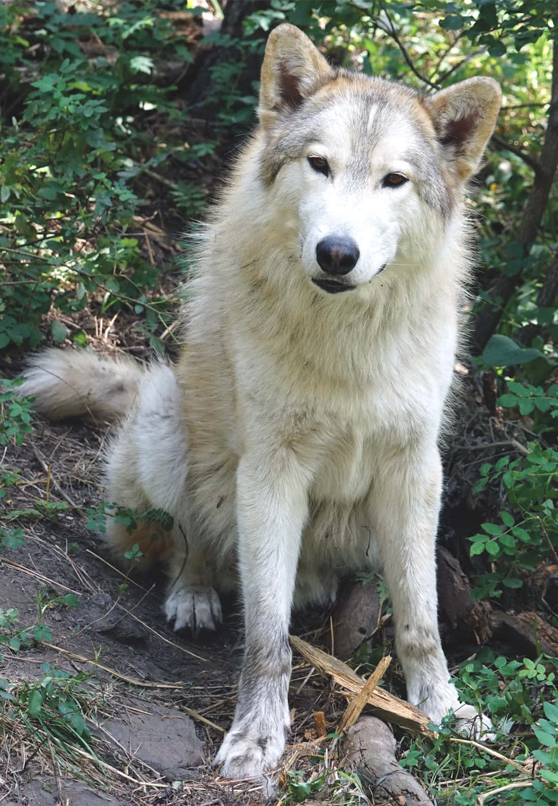 En majestetisk ulv i sitt naturlige habitat Bakgrunner