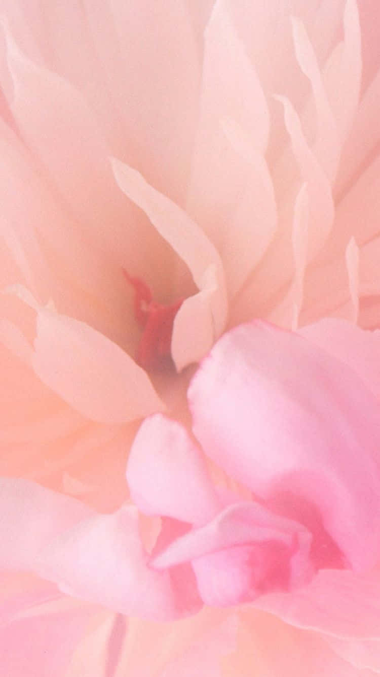En myk, vakker rosa blomst mot en grønn bakgrunn Bakgrunner