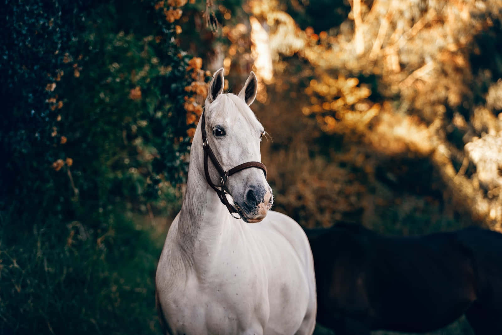 En mystisk hvit hest Bakgrunner