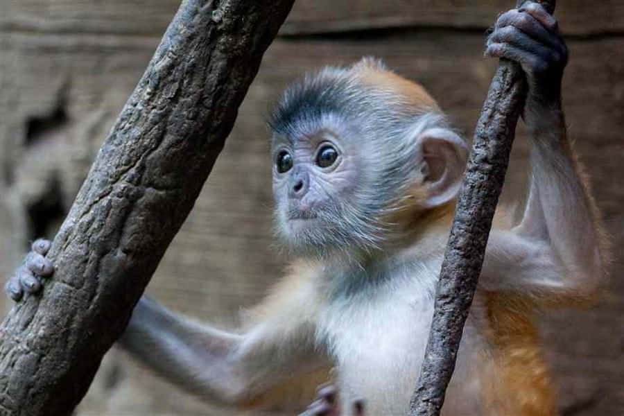 En nydelig og nysgjerrig ape Bakgrunner