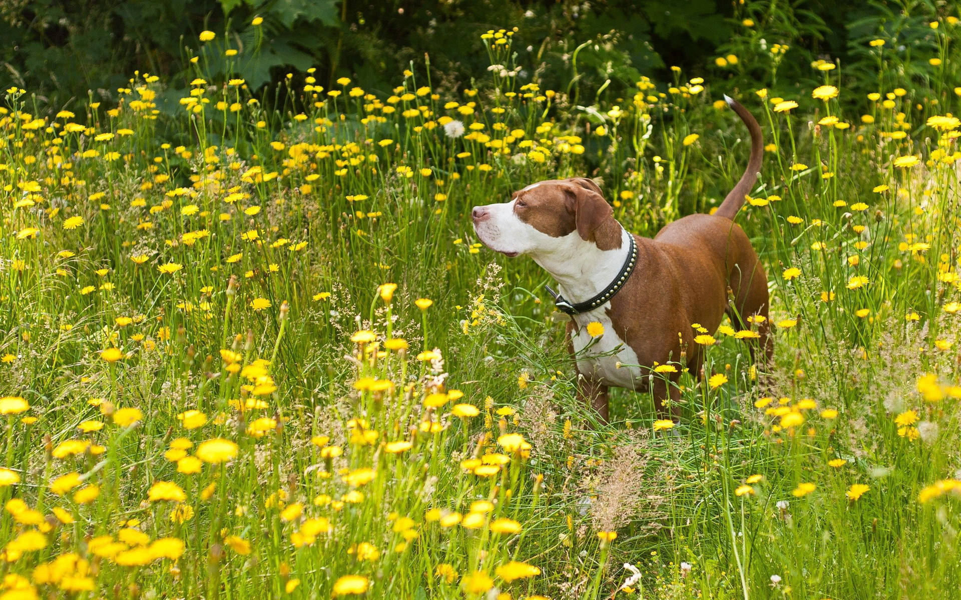Pitbullhund som rusler i et felt med gule blomster bakgrunnsbilde
