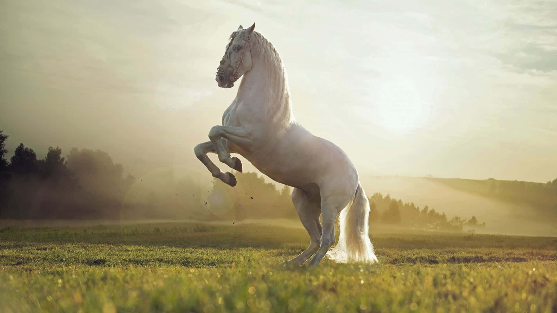 En nysgjerrig liten hest som ser på noe i det fjerne Bakgrunner
