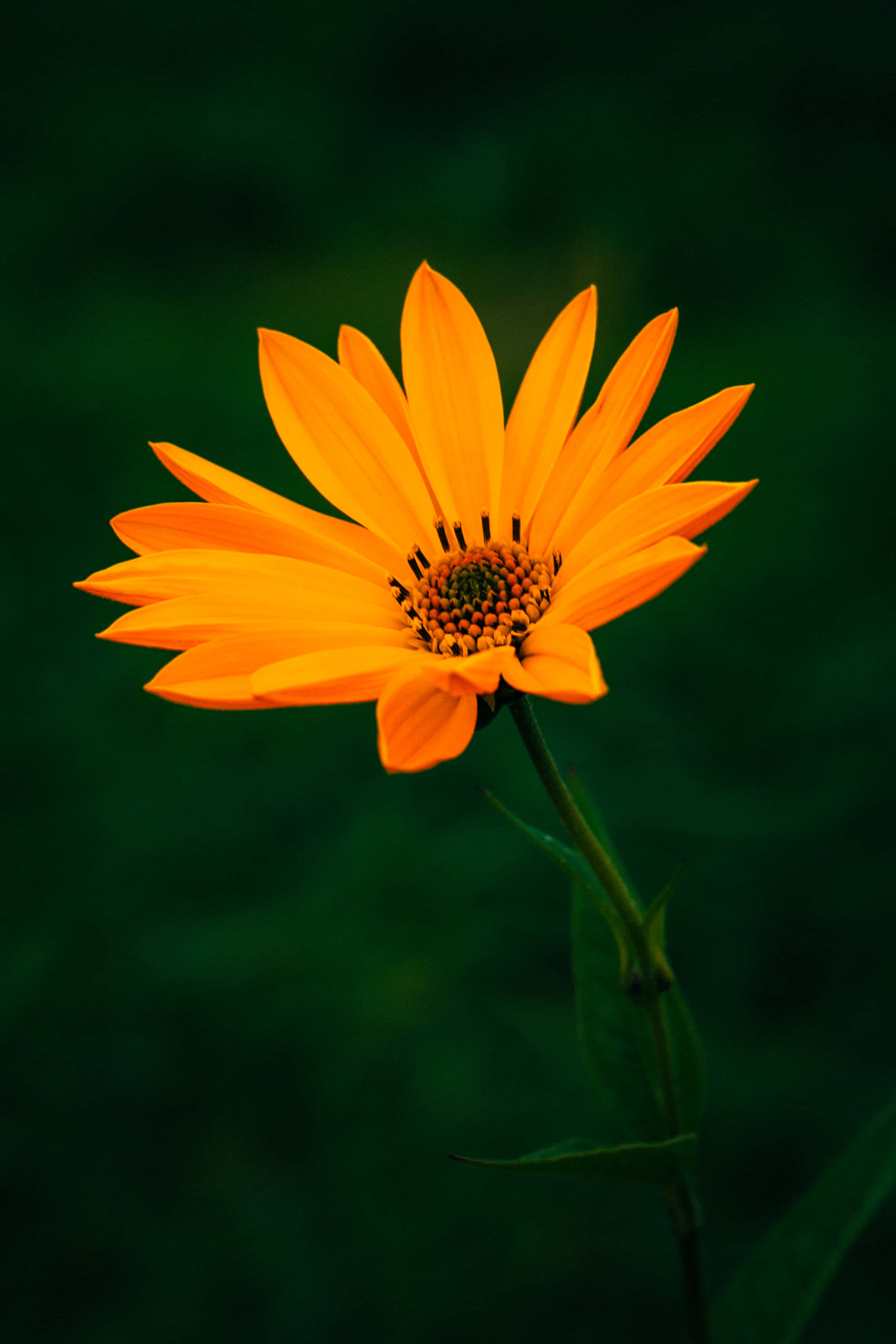En oransje blomst mot mørk bakgrunn Bakgrunner