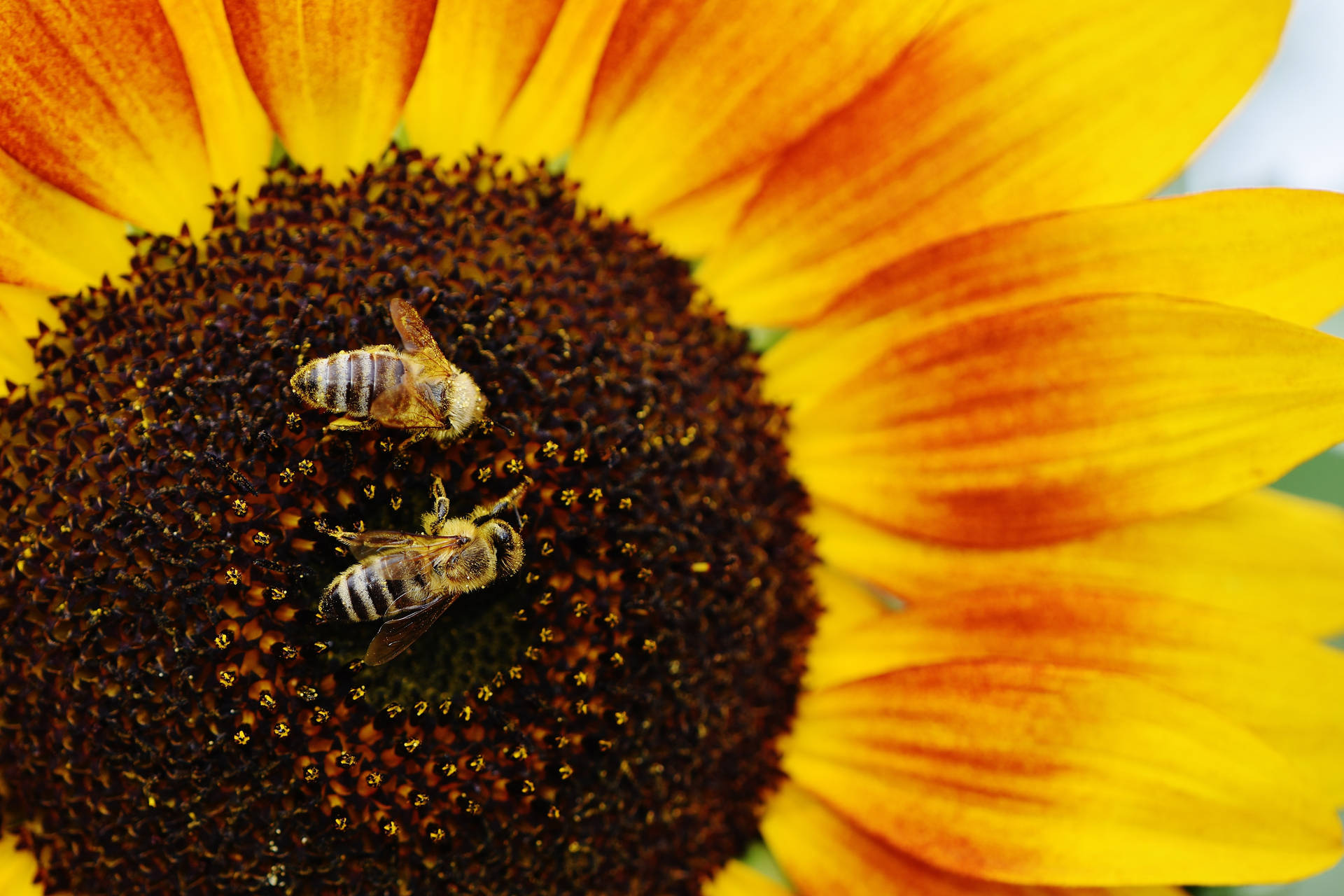 Stor solsikke med bier i midten for pollinering, sommervær.