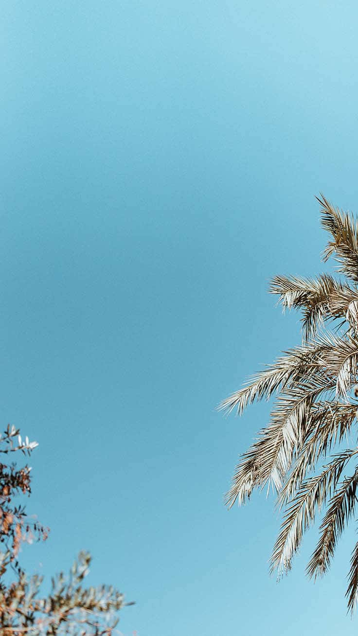 en palme mot en blå himmel Bakgrunner