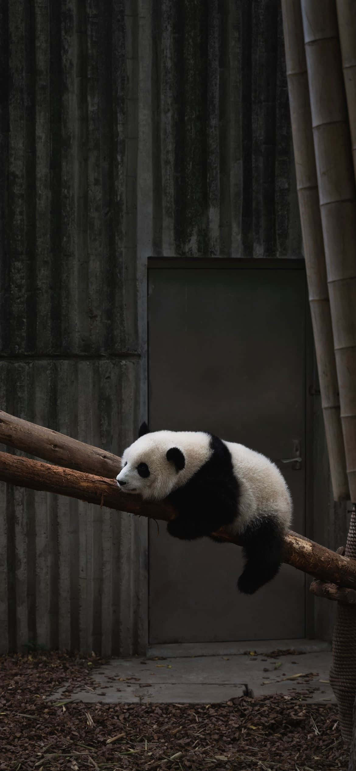 en panda sover på en gren Bakgrunner