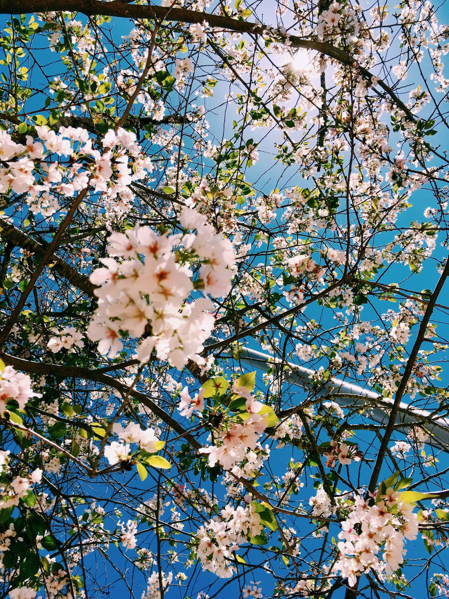 En pastellrosa og gul estetisk blomst for enhver naturelsker Bakgrunner